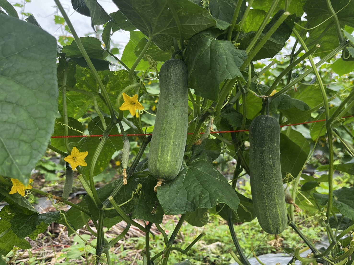 “พช.ฉะเชิงเทรา ลงพื้นที่ติดตามการดำเนินงานกองทุนพัฒนาบทบาทสตรี ”