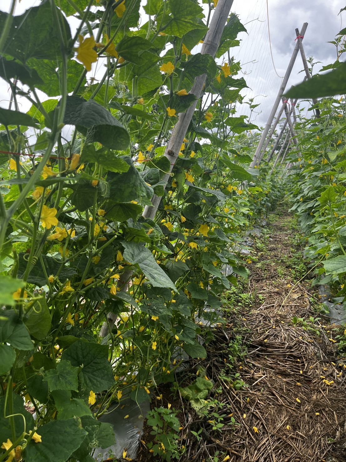 “พช.ฉะเชิงเทรา ลงพื้นที่ติดตามการดำเนินงานกองทุนพัฒนาบทบาทสตรี ”