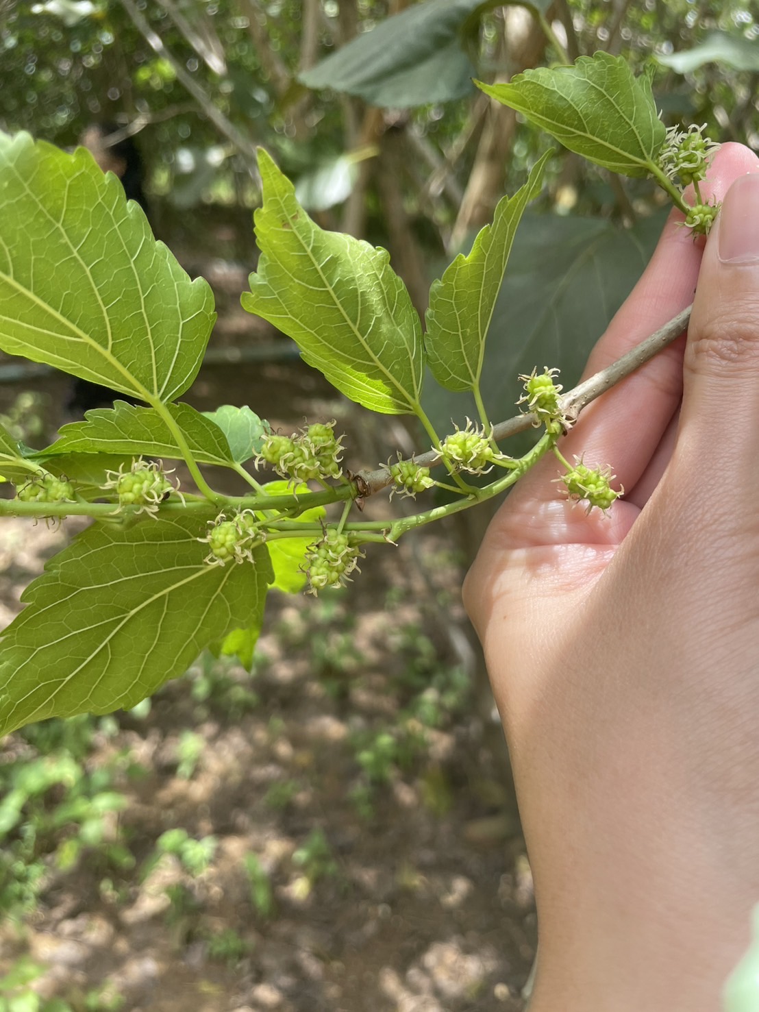 พช. ฉะเชิงเทรา ติดตาม สนับสนุนการดำเนินงานตามโครงการพัฒนาศักยภาพผู้ประกอบการสู่ยุค 4.0 กิจกรรมติดตามสนับสนุนการนำความรู้ไปประยุกต์ใช้ในการเพิ่มช่องทางการจำหน่าย