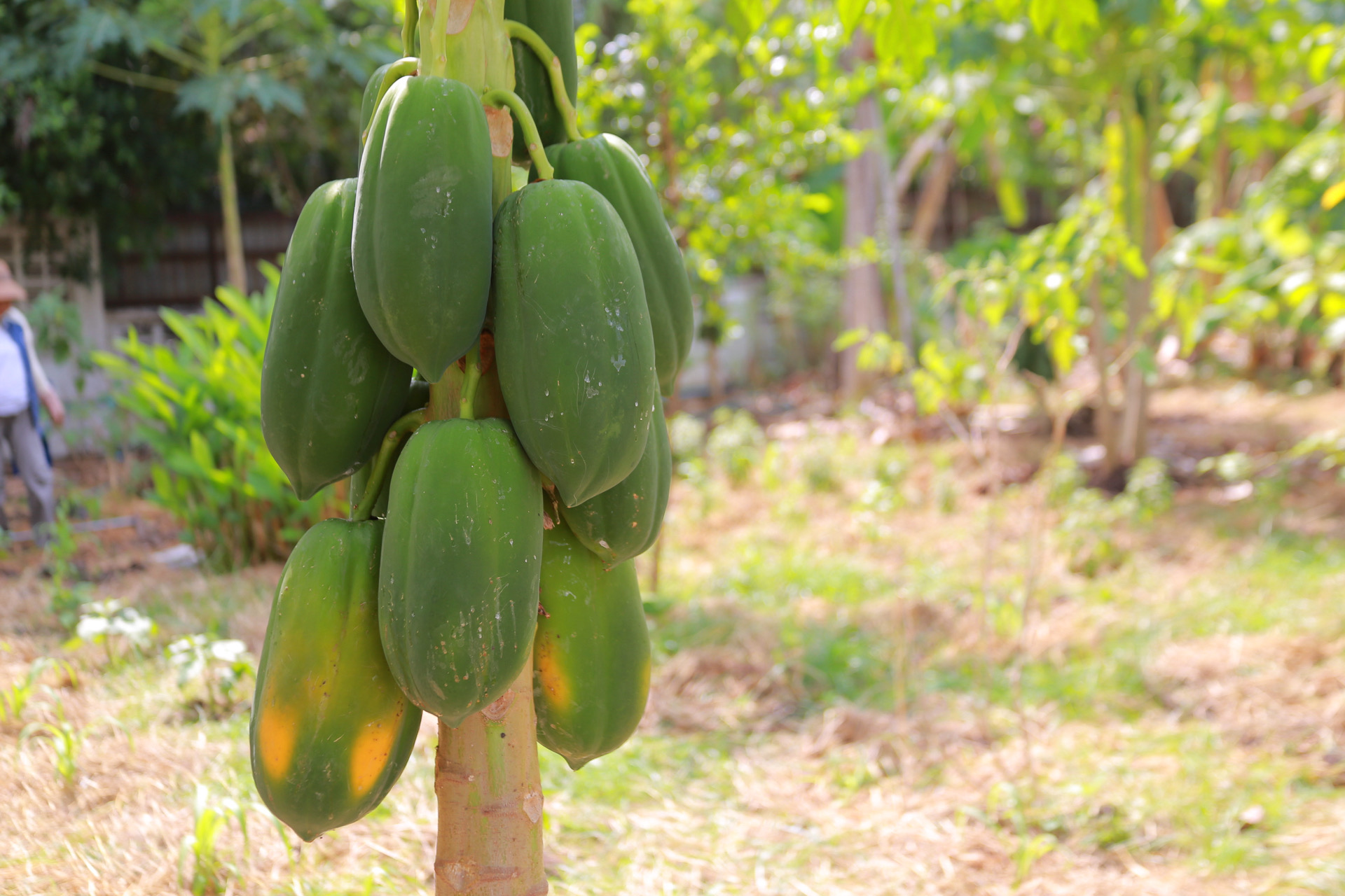 “รวมพลังชุมชน บ้านพอเพียง Model 30 ตารางวา พื้นที่เล็ก สร้างความยิ่งใหญ่ในครัวเรือน สู่ความเข้มแข็งของชุมชน!“