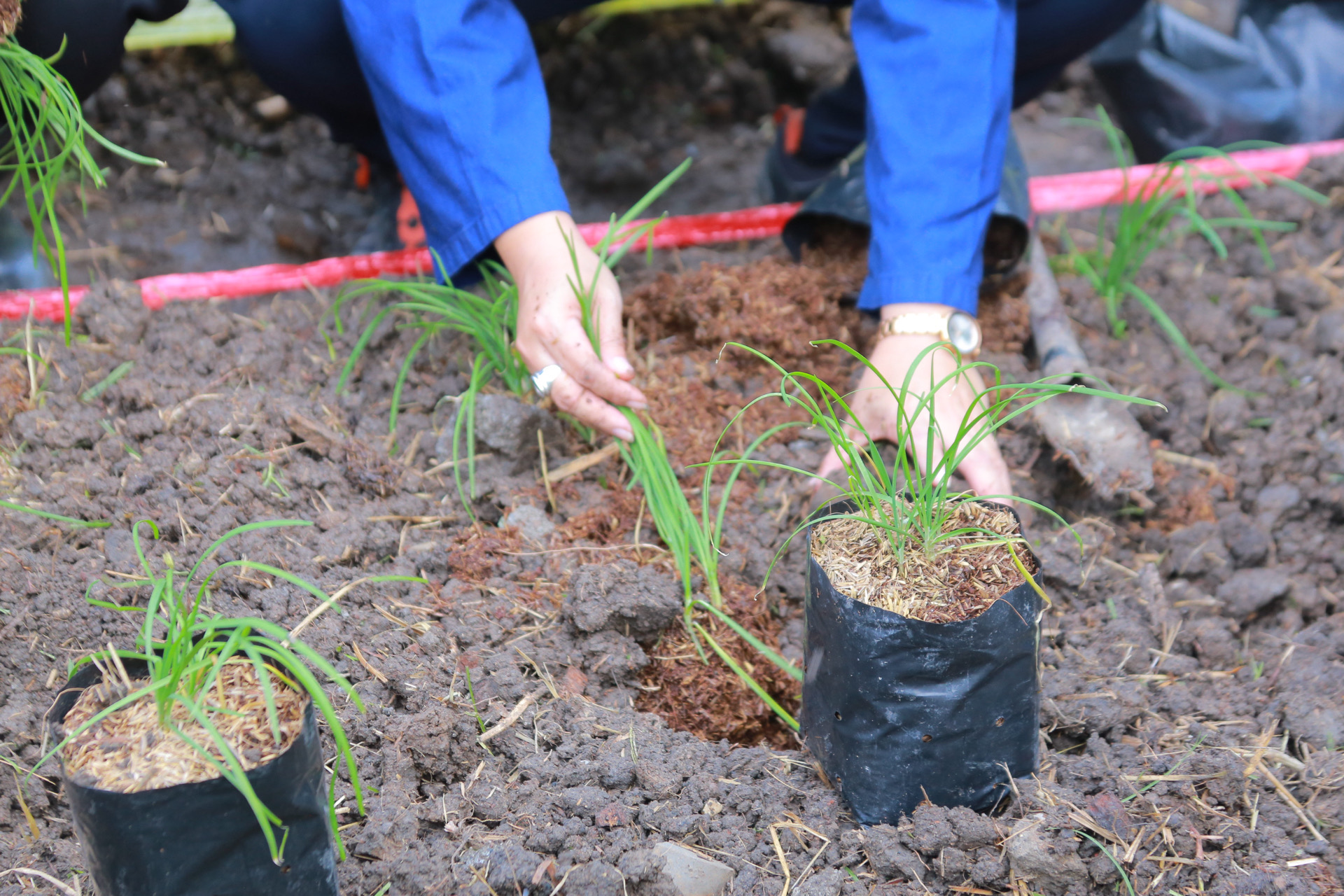 “รวมพลังชุมชน บ้านพอเพียง Model 30 ตารางวา พื้นที่เล็ก สร้างความยิ่งใหญ่ในครัวเรือน สู่ความเข้มแข็งของชุมชน!“