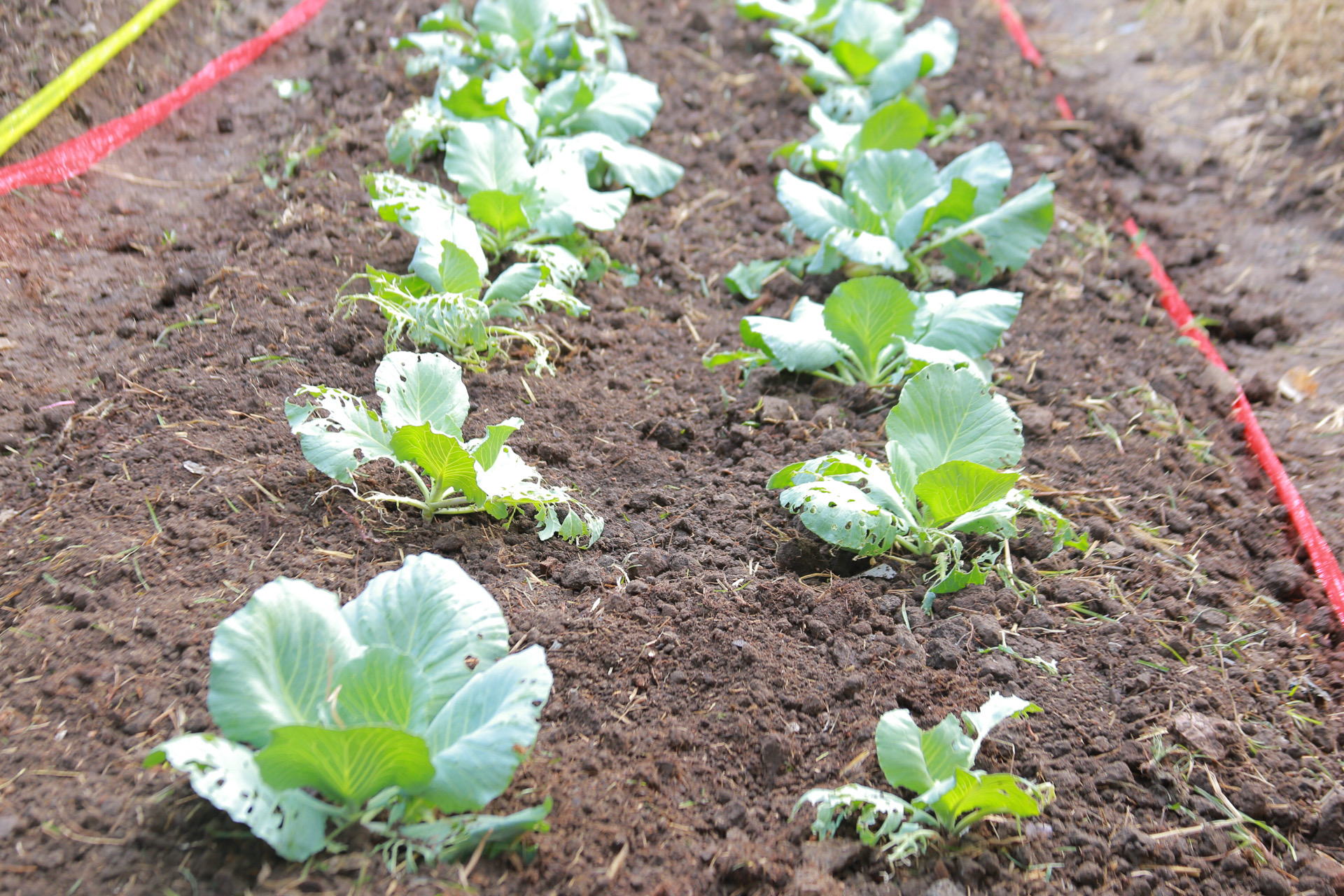 “รวมพลังชุมชน บ้านพอเพียง Model 30 ตารางวา พื้นที่เล็ก สร้างความยิ่งใหญ่ในครัวเรือน สู่ความเข้มแข็งของชุมชน!“