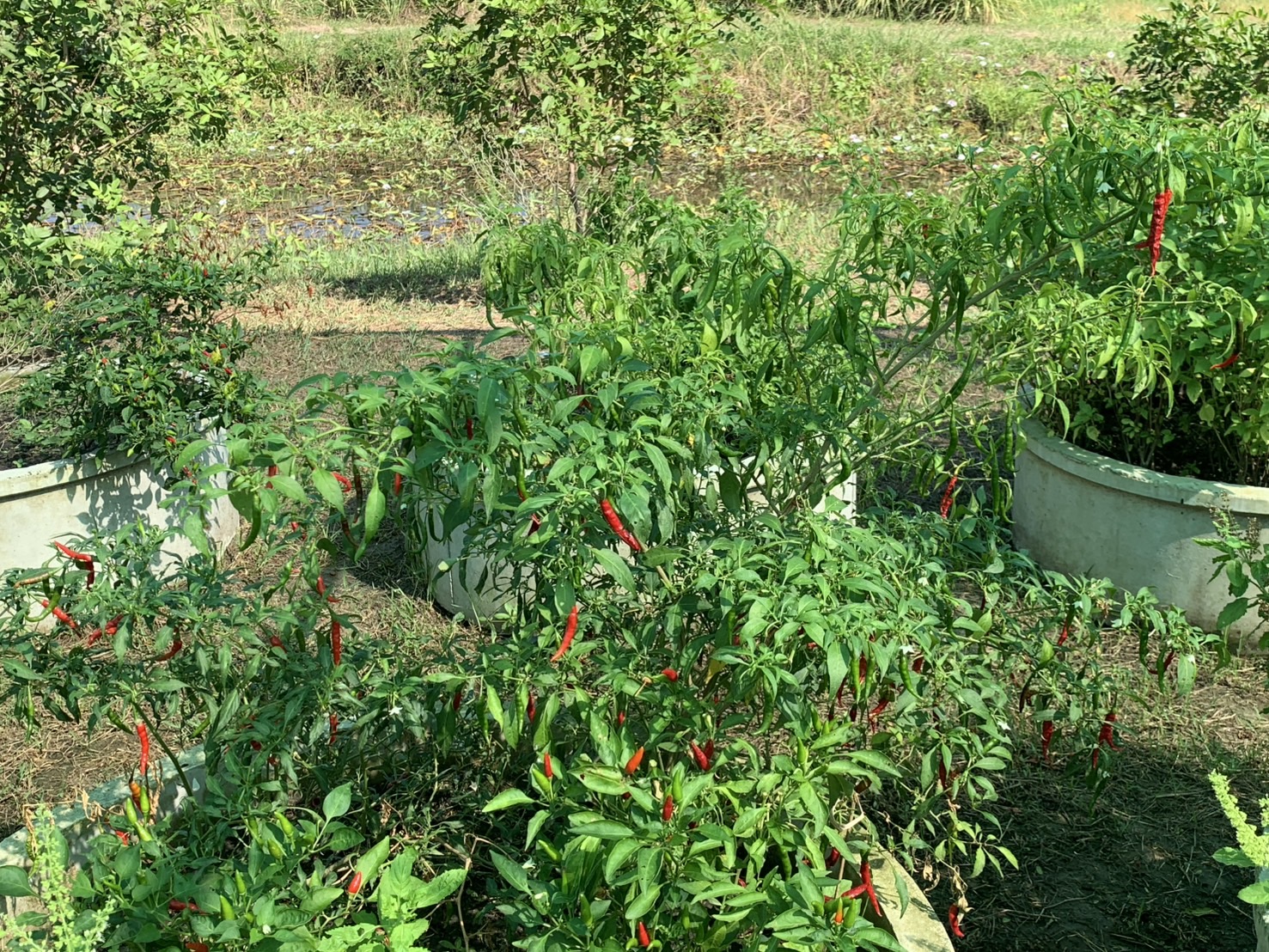 พช.ฉะเชิงเทรา ติดตามผลการดำเนินงานโครงการส่งเสริมและสนับสนุนกิจกรรมอนุรักษ์พันธุกรรมพืช ตามโครงการอนุรักษ์พันธุกรรมพืชอันเนื่องมาจากพระราชดำริ สมเด็จพระเทพรัตนราชสุดาฯ สยามบรมราชกุมารี (อพ.สธ.)