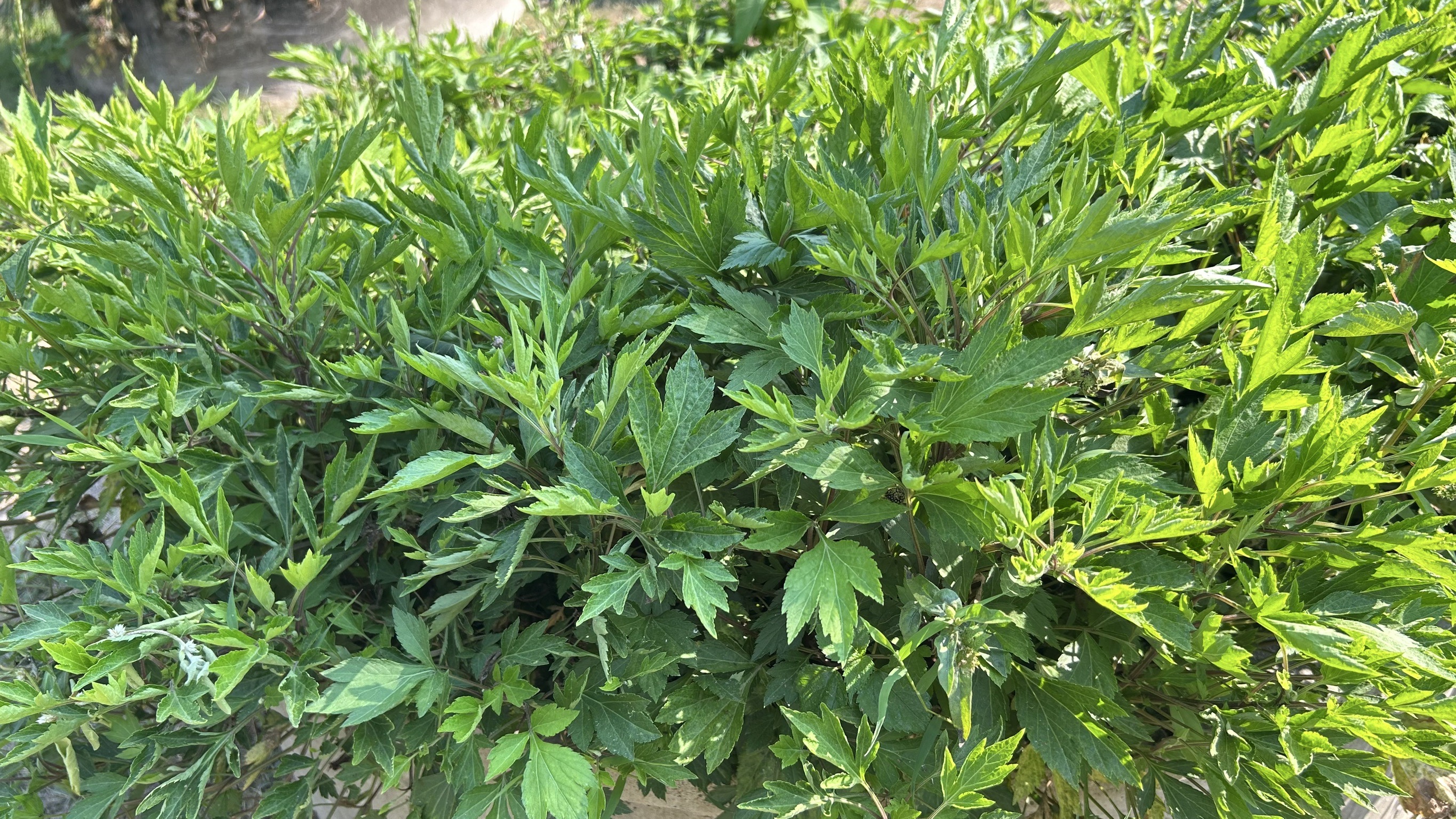 📢 พช. ฉะเชิงเทรา ร่วมประชุมคณะอนุกรรมการส่งเสริมเกษตรกรรมแบบยั่งยืน ภายใต้หลักปรัชญาของเศรษฐกิจพอเพียง