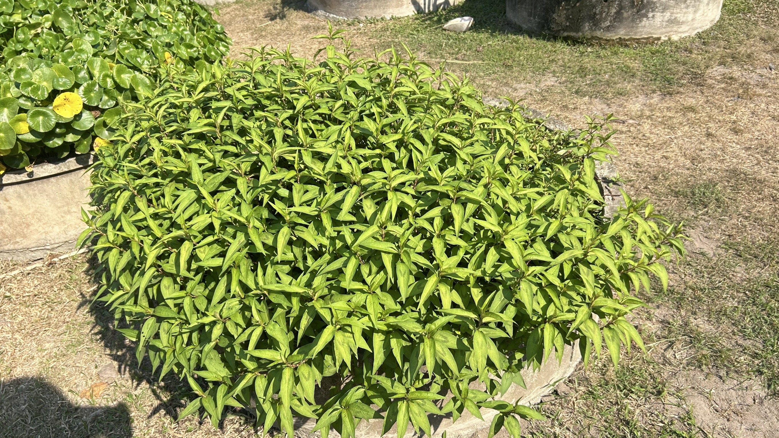 📢 พช. ฉะเชิงเทรา ร่วมประชุมคณะอนุกรรมการส่งเสริมเกษตรกรรมแบบยั่งยืน ภายใต้หลักปรัชญาของเศรษฐกิจพอเพียง