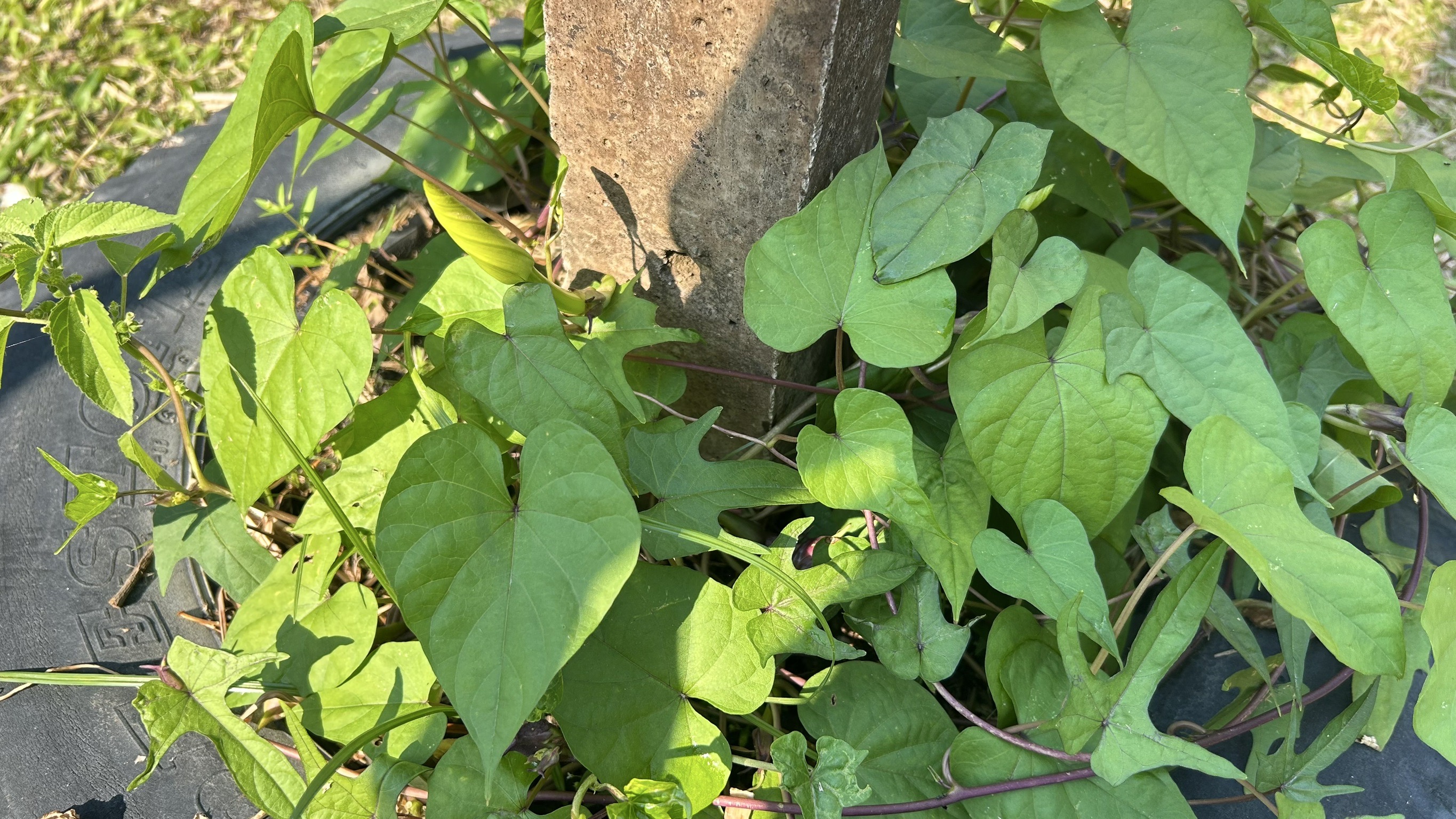 📢 พช. ฉะเชิงเทรา ร่วมประชุมคณะอนุกรรมการส่งเสริมเกษตรกรรมแบบยั่งยืน ภายใต้หลักปรัชญาของเศรษฐกิจพอเพียง