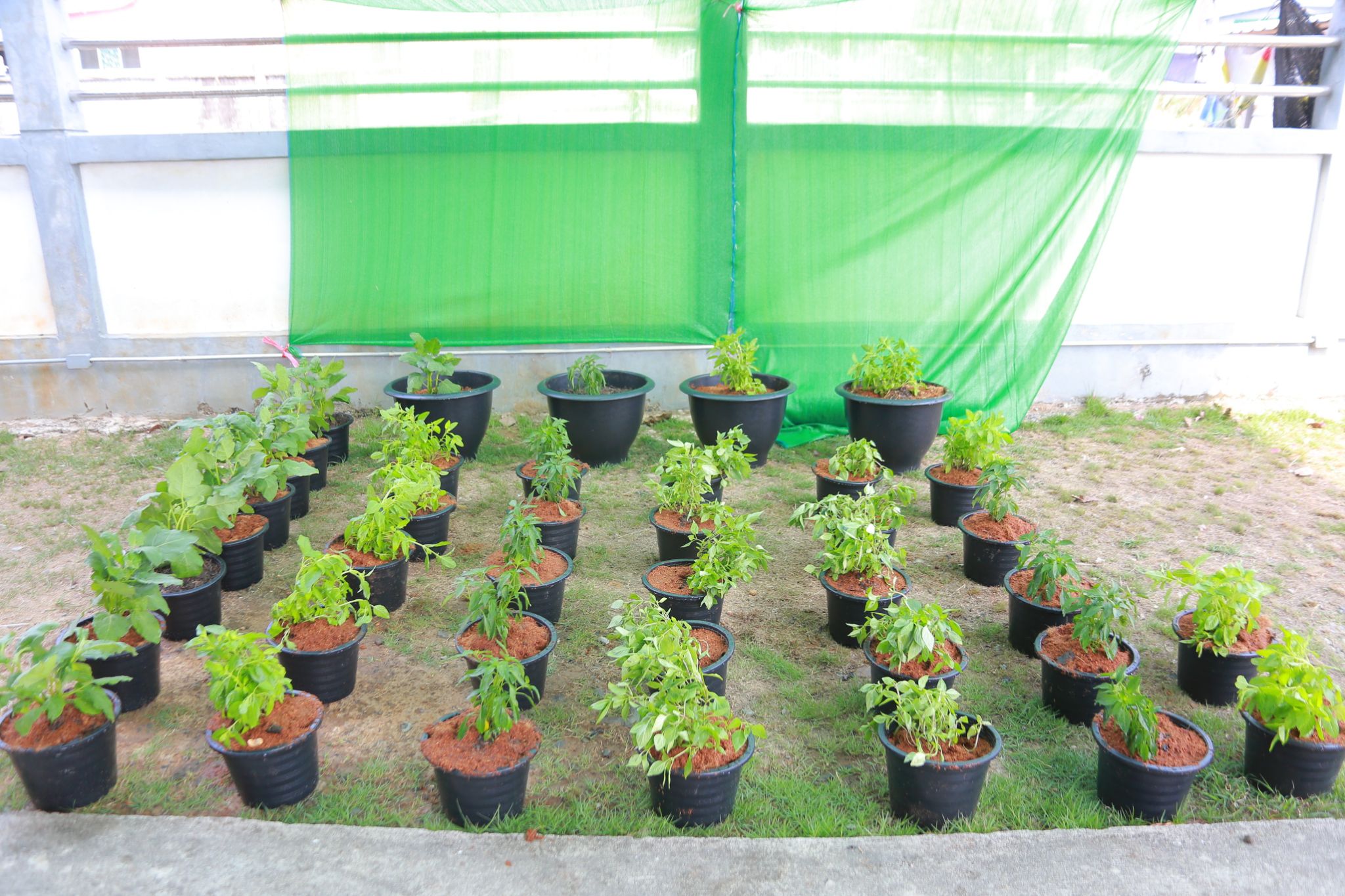 “พลังผักปลุกชีวิต สู่ชุมชนหนองจอกที่ยั่งยืน”  พช.แปดริ้ว ดำเนินโครงการการจัดทำสารสนเทศตำบลต้นแบบฯ กิจกรรมที่2