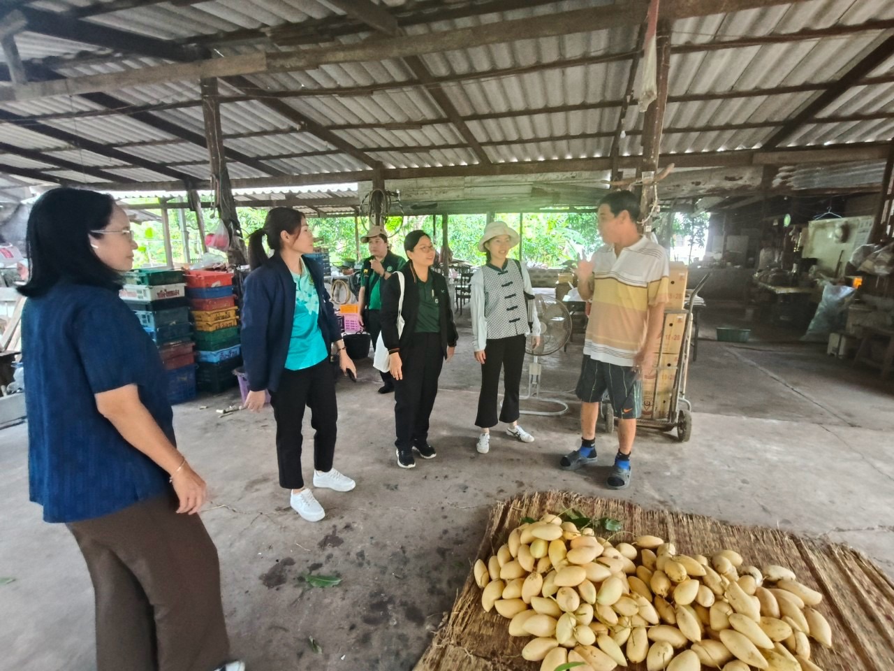 🎡พช.ฉะเชิงเทรา ร่วมลงพื้นที่ตรวจประเมินตามระบบควบคุมคุณภาพสินค้าสิ่งบ่งชี้ทางภูมิศาสตร์ “มะม่วงน้ำดอกไม้สีทองบางคล้า”