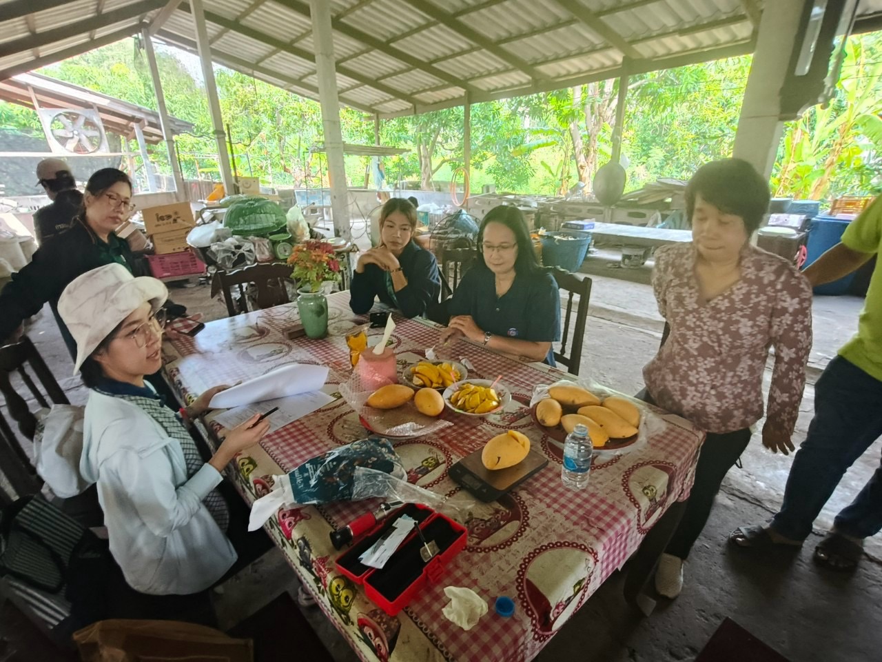 🎡พช.ฉะเชิงเทรา ร่วมลงพื้นที่ตรวจประเมินตามระบบควบคุมคุณภาพสินค้าสิ่งบ่งชี้ทางภูมิศาสตร์ “มะม่วงน้ำดอกไม้สีทองบางคล้า”