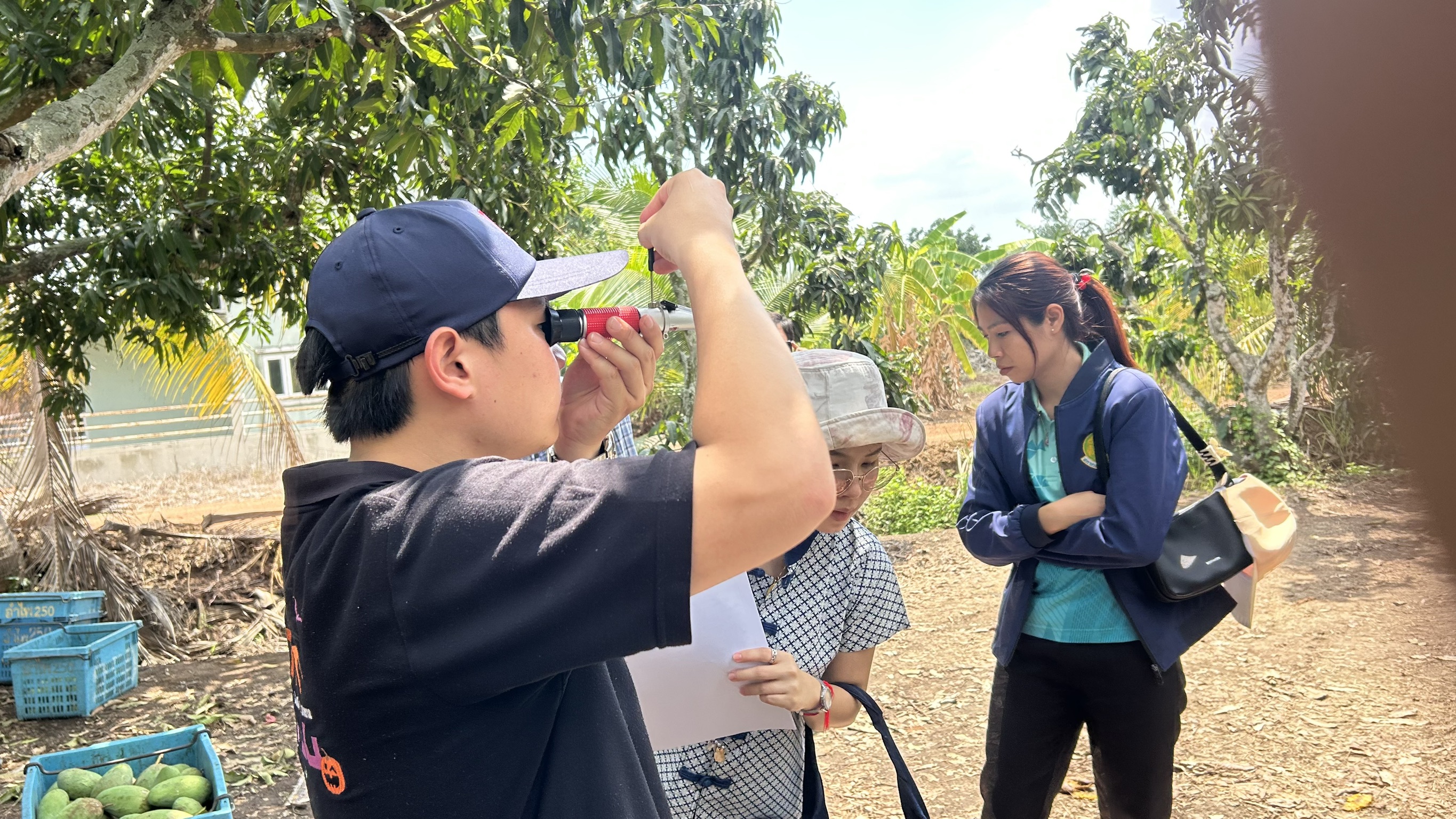 🎡พช.ฉะเชิงเทรา ร่วมลงพื้นที่ตรวจประเมินตามระบบควบคุมคุณภาพสินค้าสิ่งบ่งชี้ทางภูมิศาสตร์ “มะม่วงน้ำดอกไม้สีทองบางคล้า”