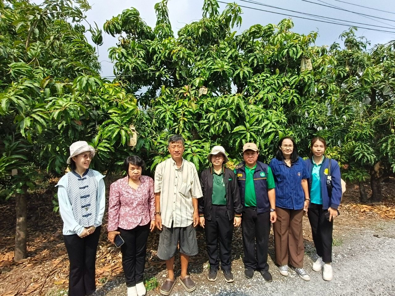 🎡พช.ฉะเชิงเทรา ร่วมลงพื้นที่ตรวจประเมินตามระบบควบคุมคุณภาพสินค้าสิ่งบ่งชี้ทางภูมิศาสตร์ “มะม่วงน้ำดอกไม้สีทองบางคล้า”
