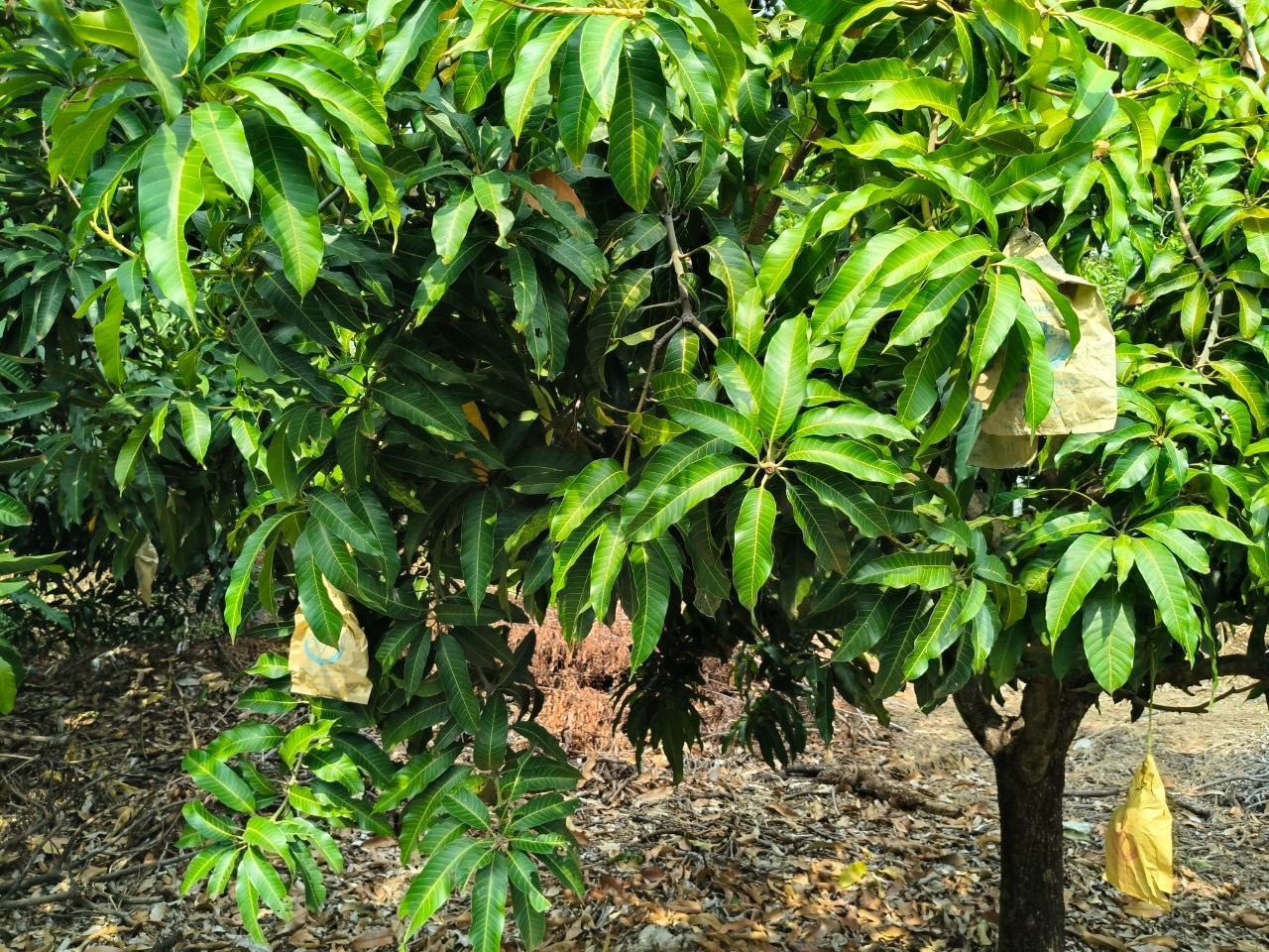 🎡พช.ฉะเชิงเทรา ร่วมลงพื้นที่ตรวจประเมินตามระบบควบคุมคุณภาพสินค้าสิ่งบ่งชี้ทางภูมิศาสตร์ “มะม่วงน้ำดอกไม้สีทองบางคล้า”