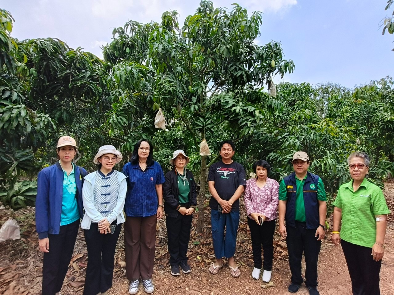 🎡พช.ฉะเชิงเทรา ร่วมลงพื้นที่ตรวจประเมินตามระบบควบคุมคุณภาพสินค้าสิ่งบ่งชี้ทางภูมิศาสตร์ “มะม่วงน้ำดอกไม้สีทองบางคล้า”