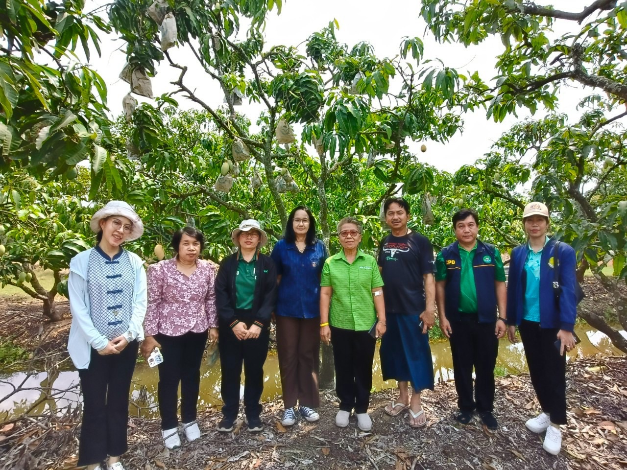 🎡พช.ฉะเชิงเทรา ร่วมลงพื้นที่ตรวจประเมินตามระบบควบคุมคุณภาพสินค้าสิ่งบ่งชี้ทางภูมิศาสตร์ “มะม่วงน้ำดอกไม้สีทองบางคล้า”