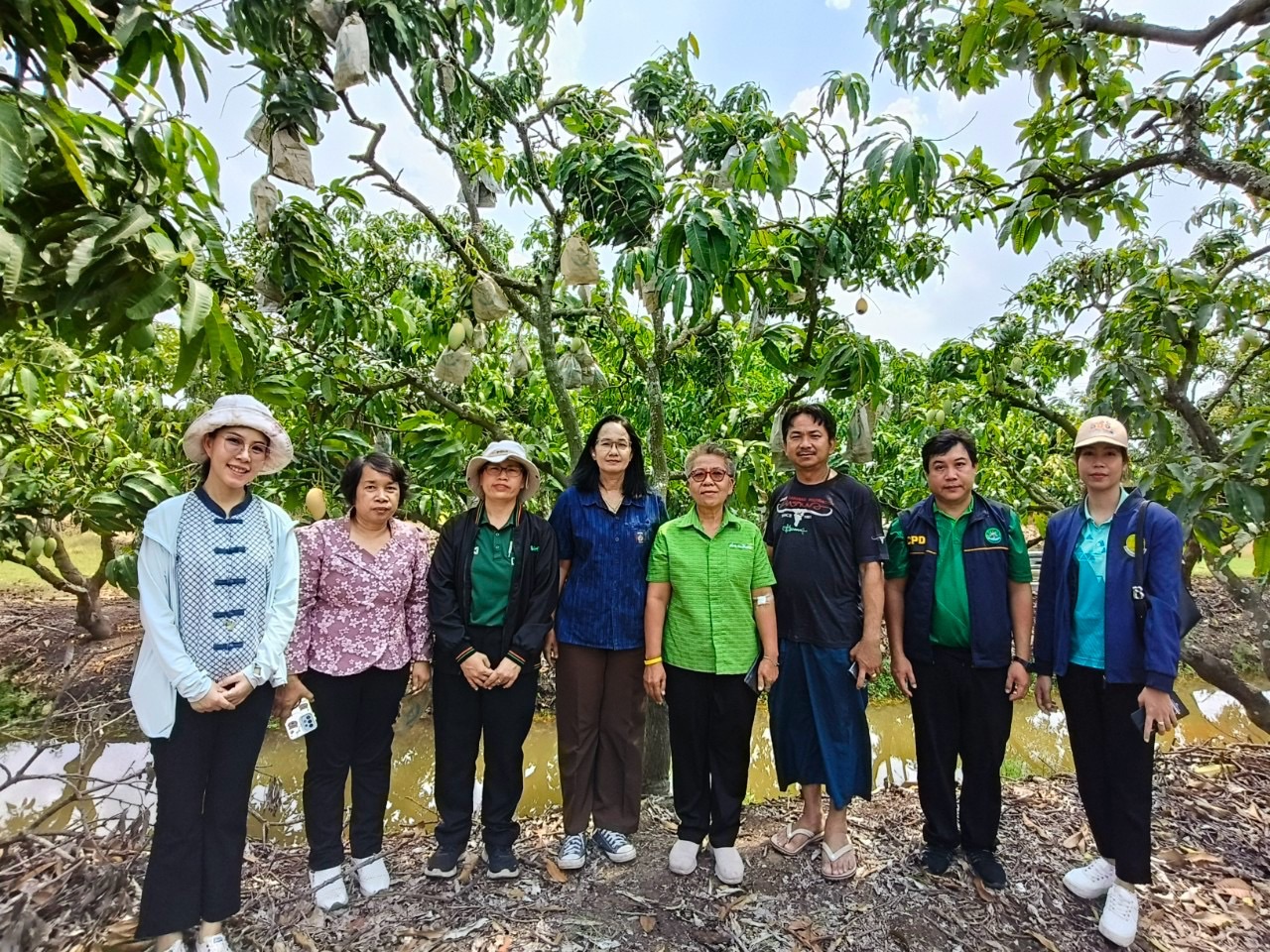 🎡พช.ฉะเชิงเทรา ร่วมลงพื้นที่ตรวจประเมินตามระบบควบคุมคุณภาพสินค้าสิ่งบ่งชี้ทางภูมิศาสตร์ “มะม่วงน้ำดอกไม้สีทองบางคล้า”