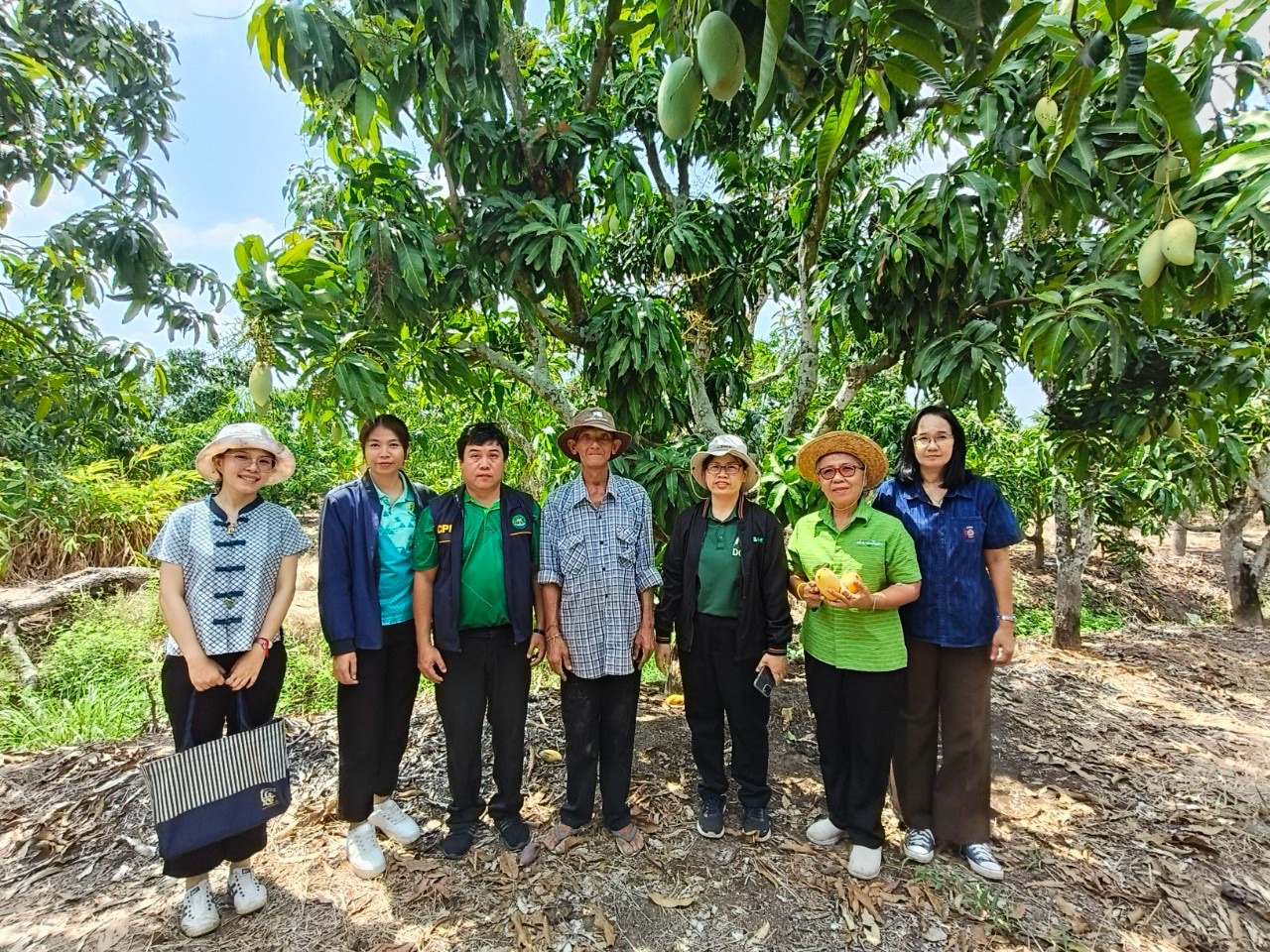 🎡พช.ฉะเชิงเทรา ร่วมลงพื้นที่ตรวจประเมินตามระบบควบคุมคุณภาพสินค้าสิ่งบ่งชี้ทางภูมิศาสตร์ “มะม่วงน้ำดอกไม้สีทองบางคล้า”