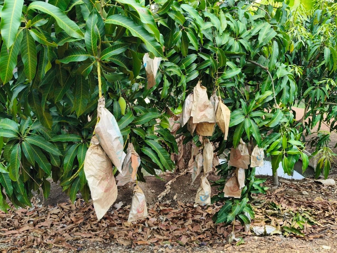 🎡พช.ฉะเชิงเทรา ร่วมลงพื้นที่ตรวจประเมินตามระบบควบคุมคุณภาพสินค้าสิ่งบ่งชี้ทางภูมิศาสตร์ “มะม่วงน้ำดอกไม้สีทองบางคล้า”