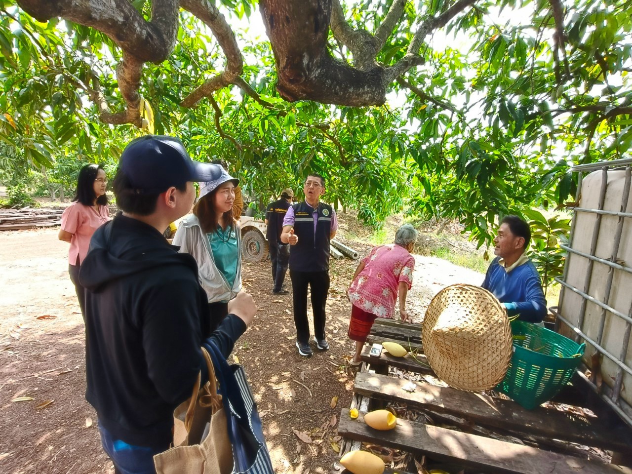 🎡พช.ฉะเชิงเทรา ร่วมลงพื้นที่ตรวจประเมินตามระบบควบคุมคุณภาพสินค้าสิ่งบ่งชี้ทางภูมิศาสตร์ “มะม่วงน้ำดอกไม้สีทองบางคล้า”