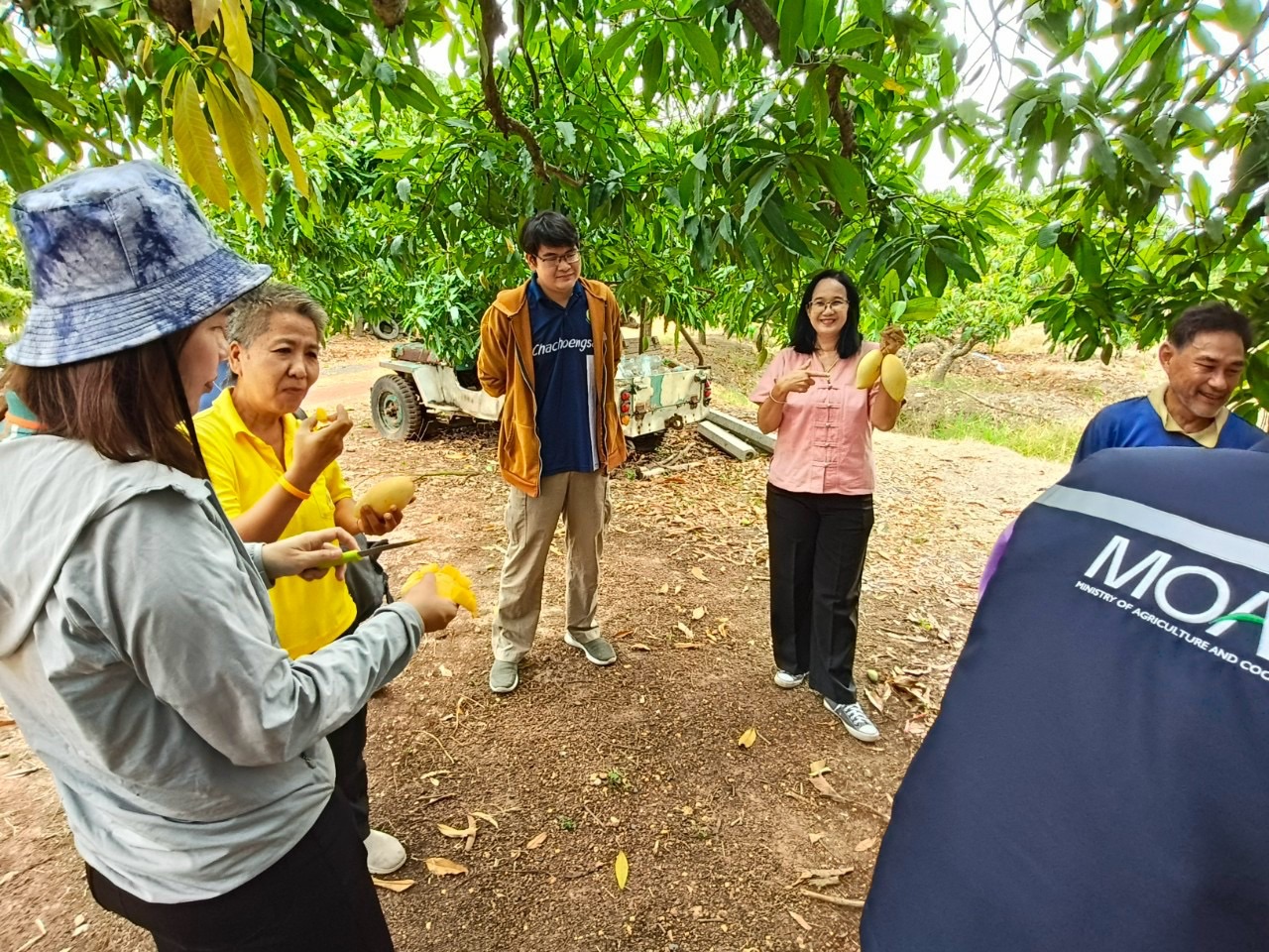 🎡พช.ฉะเชิงเทรา ร่วมลงพื้นที่ตรวจประเมินตามระบบควบคุมคุณภาพสินค้าสิ่งบ่งชี้ทางภูมิศาสตร์ “มะม่วงน้ำดอกไม้สีทองบางคล้า”