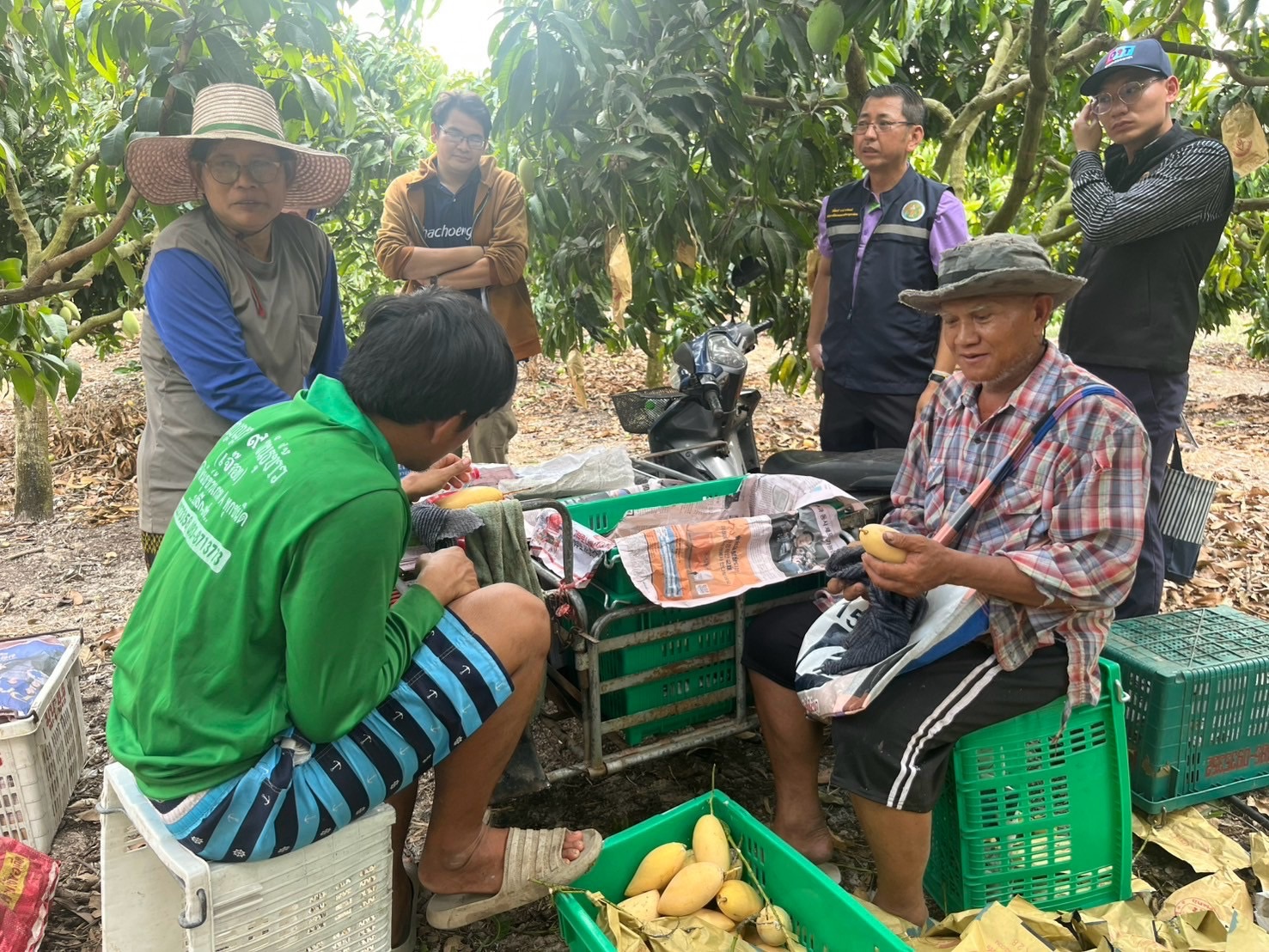 🎡พช.ฉะเชิงเทรา ร่วมลงพื้นที่ตรวจประเมินตามระบบควบคุมคุณภาพสินค้าสิ่งบ่งชี้ทางภูมิศาสตร์ “มะม่วงน้ำดอกไม้สีทองบางคล้า”