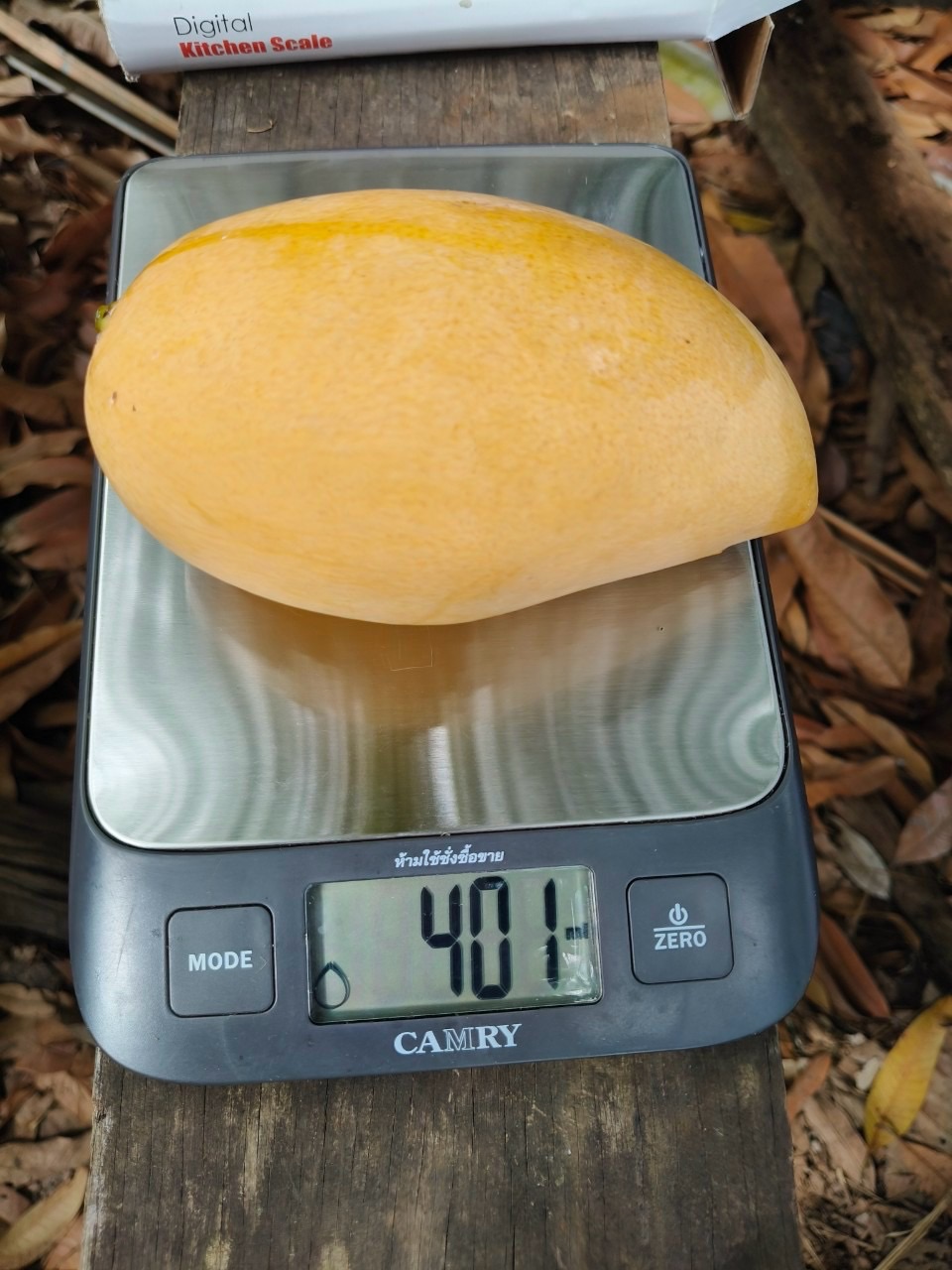 🎡พช.ฉะเชิงเทรา ร่วมลงพื้นที่ตรวจประเมินตามระบบควบคุมคุณภาพสินค้าสิ่งบ่งชี้ทางภูมิศาสตร์ “มะม่วงน้ำดอกไม้สีทองบางคล้า”