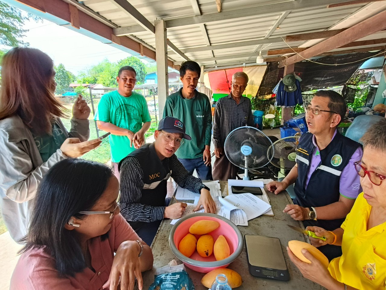🎡พช.ฉะเชิงเทรา ร่วมลงพื้นที่ตรวจประเมินตามระบบควบคุมคุณภาพสินค้าสิ่งบ่งชี้ทางภูมิศาสตร์ “มะม่วงน้ำดอกไม้สีทองบางคล้า”