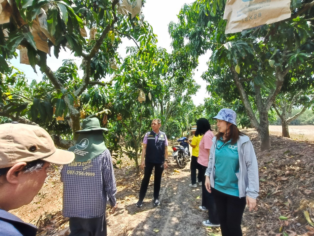 🎡พช.ฉะเชิงเทรา ร่วมลงพื้นที่ตรวจประเมินตามระบบควบคุมคุณภาพสินค้าสิ่งบ่งชี้ทางภูมิศาสตร์ “มะม่วงน้ำดอกไม้สีทองบางคล้า”