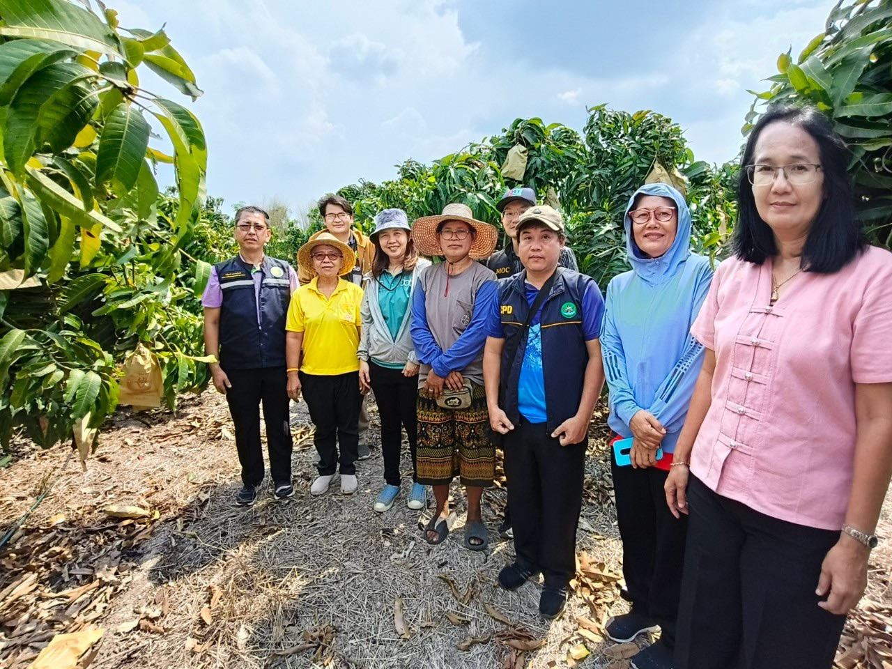 🎡พช.ฉะเชิงเทรา ร่วมลงพื้นที่ตรวจประเมินตามระบบควบคุมคุณภาพสินค้าสิ่งบ่งชี้ทางภูมิศาสตร์ “มะม่วงน้ำดอกไม้สีทองบางคล้า”