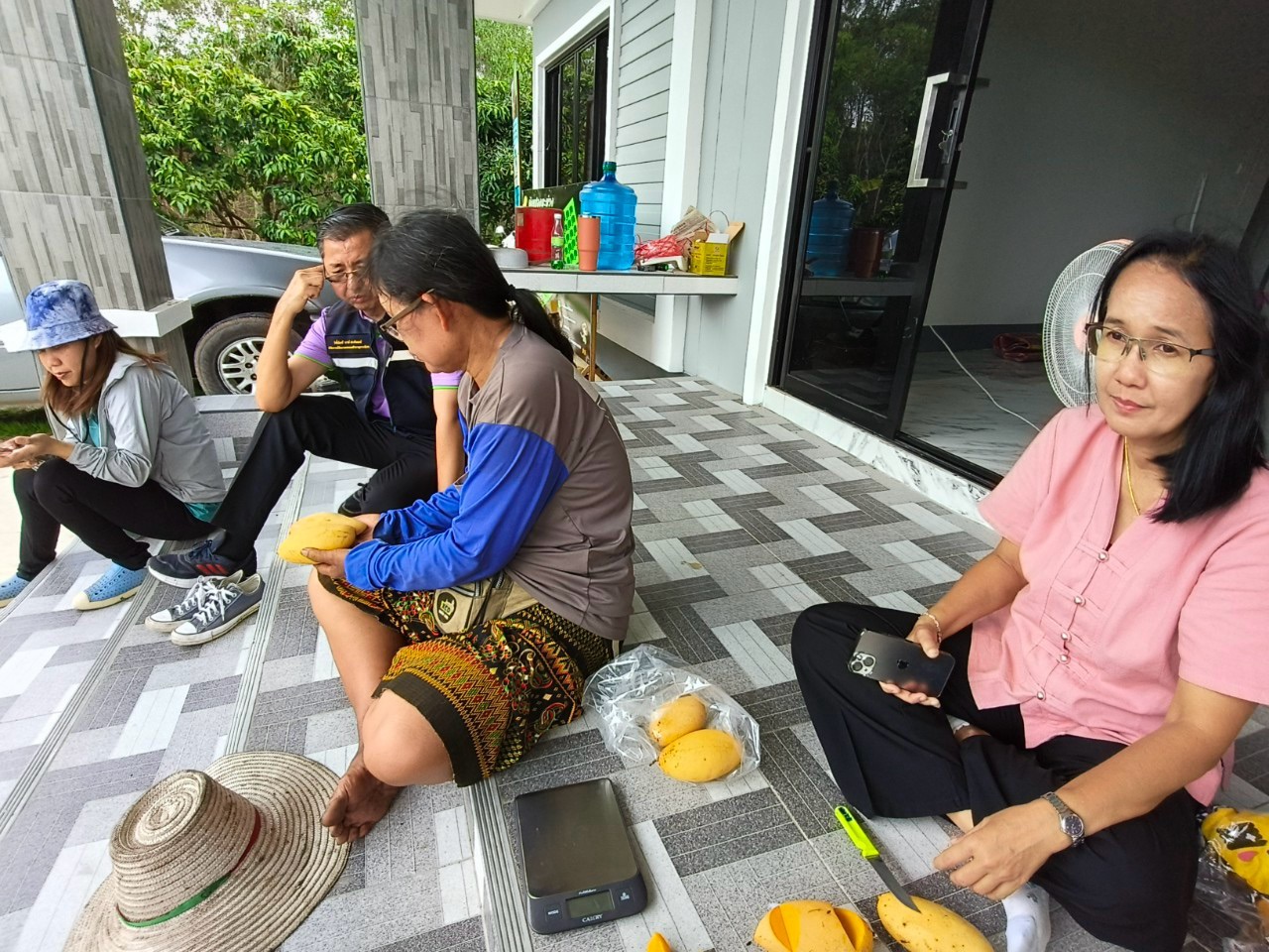 🎡พช.ฉะเชิงเทรา ร่วมลงพื้นที่ตรวจประเมินตามระบบควบคุมคุณภาพสินค้าสิ่งบ่งชี้ทางภูมิศาสตร์ “มะม่วงน้ำดอกไม้สีทองบางคล้า”