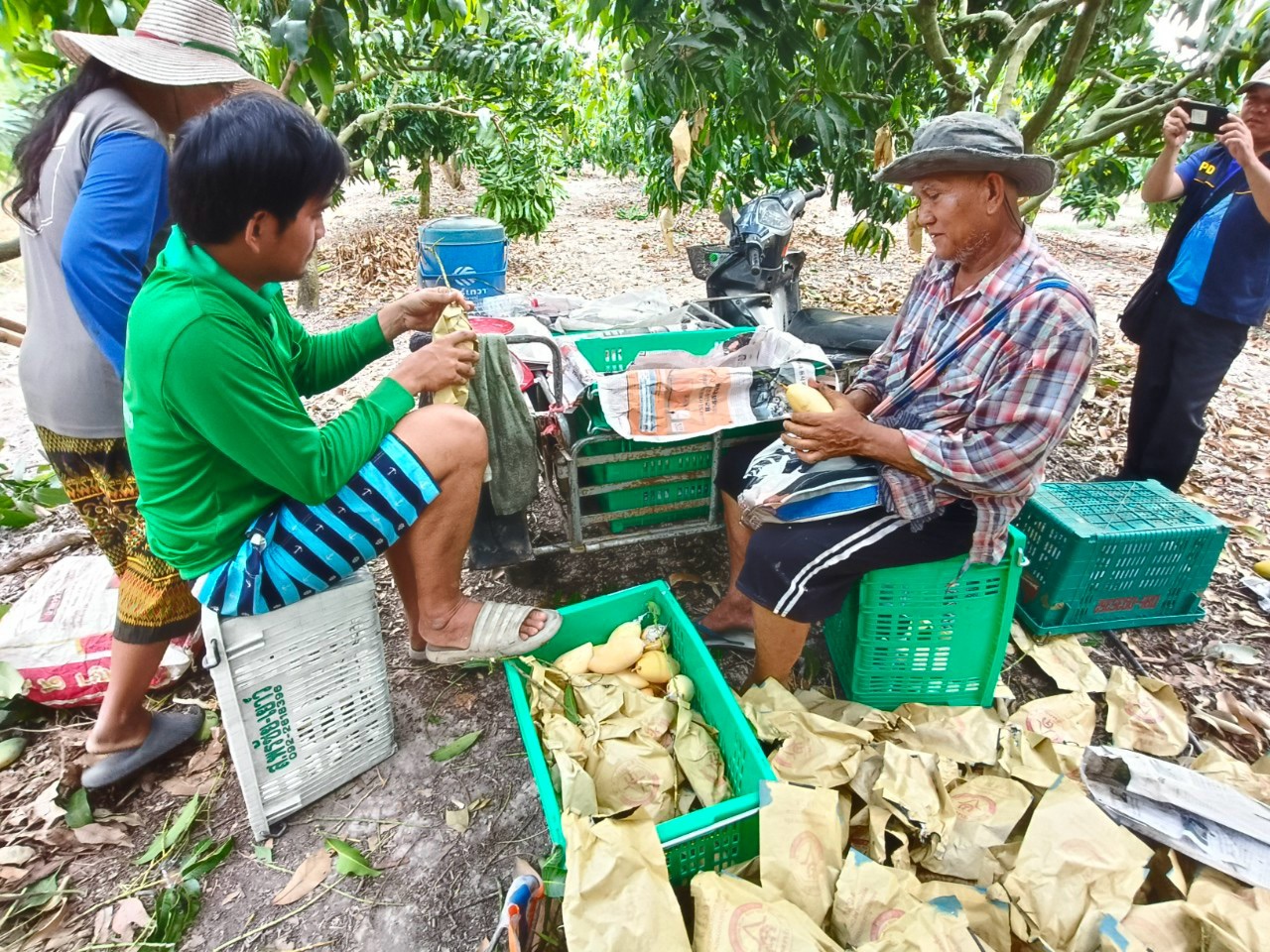 🎡พช.ฉะเชิงเทรา ร่วมลงพื้นที่ตรวจประเมินตามระบบควบคุมคุณภาพสินค้าสิ่งบ่งชี้ทางภูมิศาสตร์ “มะม่วงน้ำดอกไม้สีทองบางคล้า”