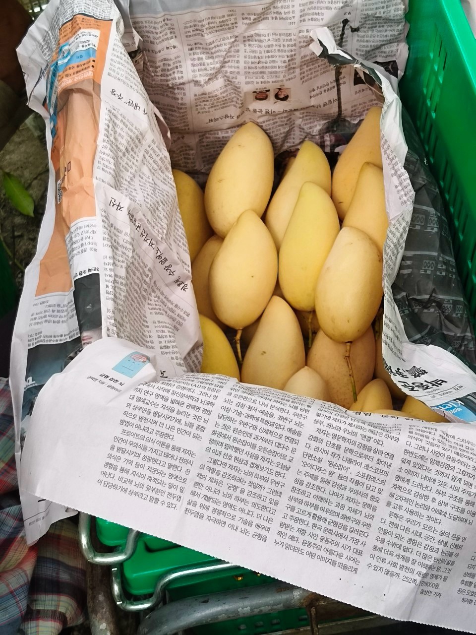 🎡พช.ฉะเชิงเทรา ร่วมลงพื้นที่ตรวจประเมินตามระบบควบคุมคุณภาพสินค้าสิ่งบ่งชี้ทางภูมิศาสตร์ “มะม่วงน้ำดอกไม้สีทองบางคล้า”