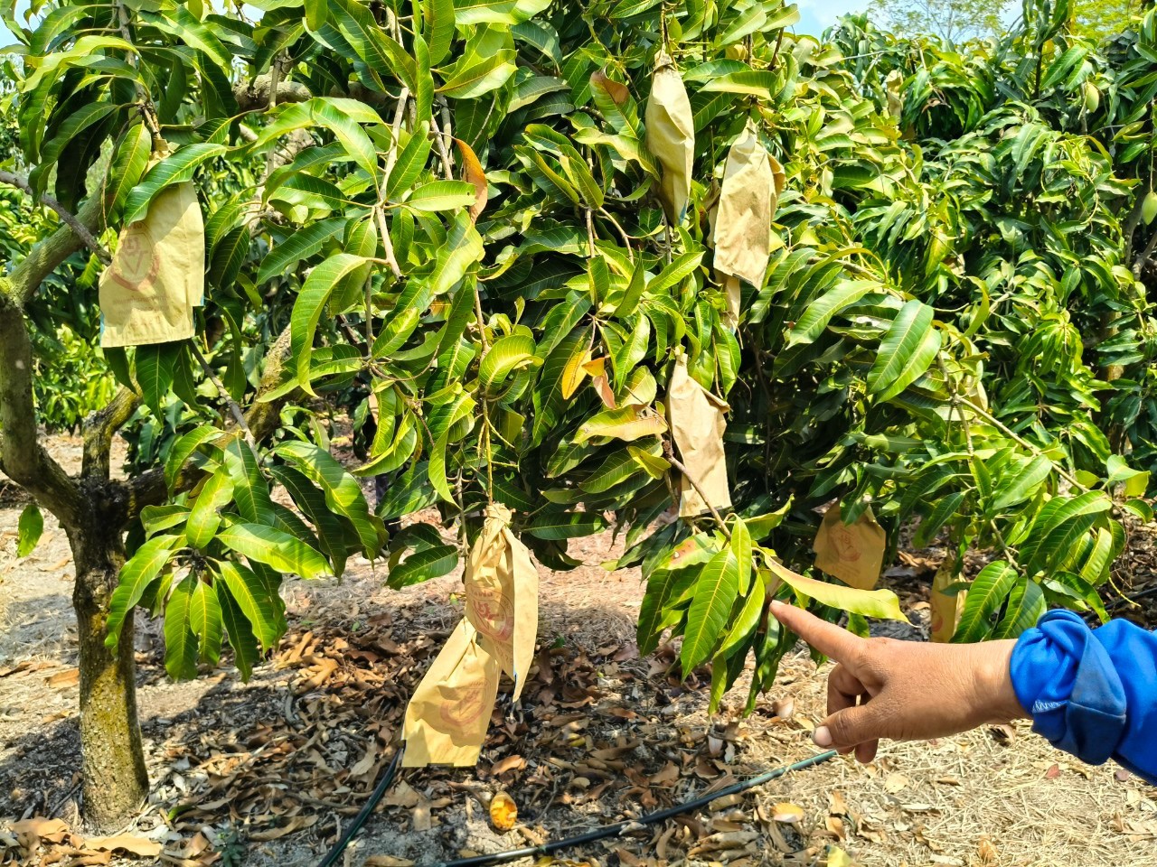 🎡พช.ฉะเชิงเทรา ร่วมลงพื้นที่ตรวจประเมินตามระบบควบคุมคุณภาพสินค้าสิ่งบ่งชี้ทางภูมิศาสตร์ “มะม่วงน้ำดอกไม้สีทองบางคล้า”