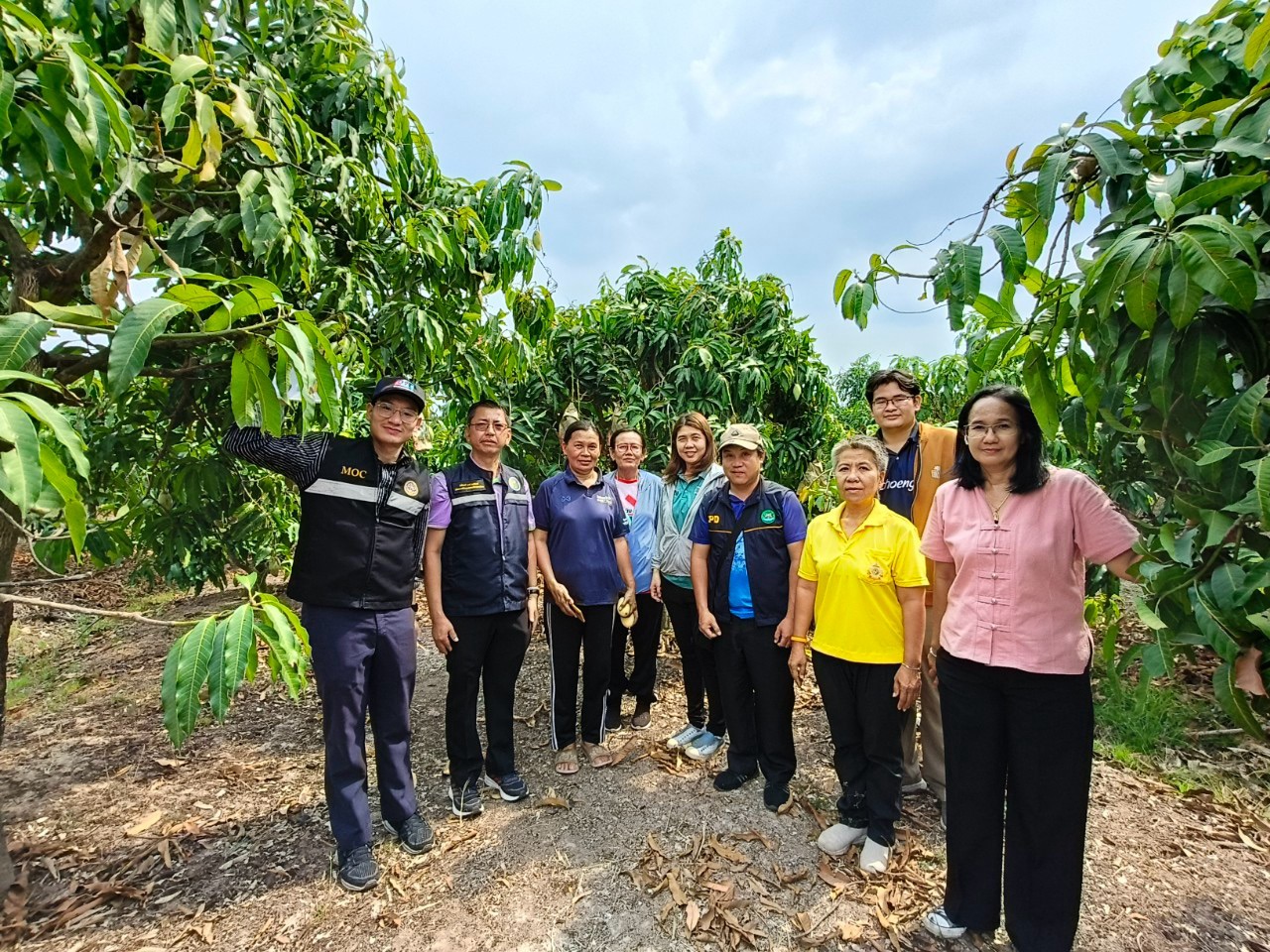 🎡พช.ฉะเชิงเทรา ร่วมลงพื้นที่ตรวจประเมินตามระบบควบคุมคุณภาพสินค้าสิ่งบ่งชี้ทางภูมิศาสตร์ “มะม่วงน้ำดอกไม้สีทองบางคล้า”