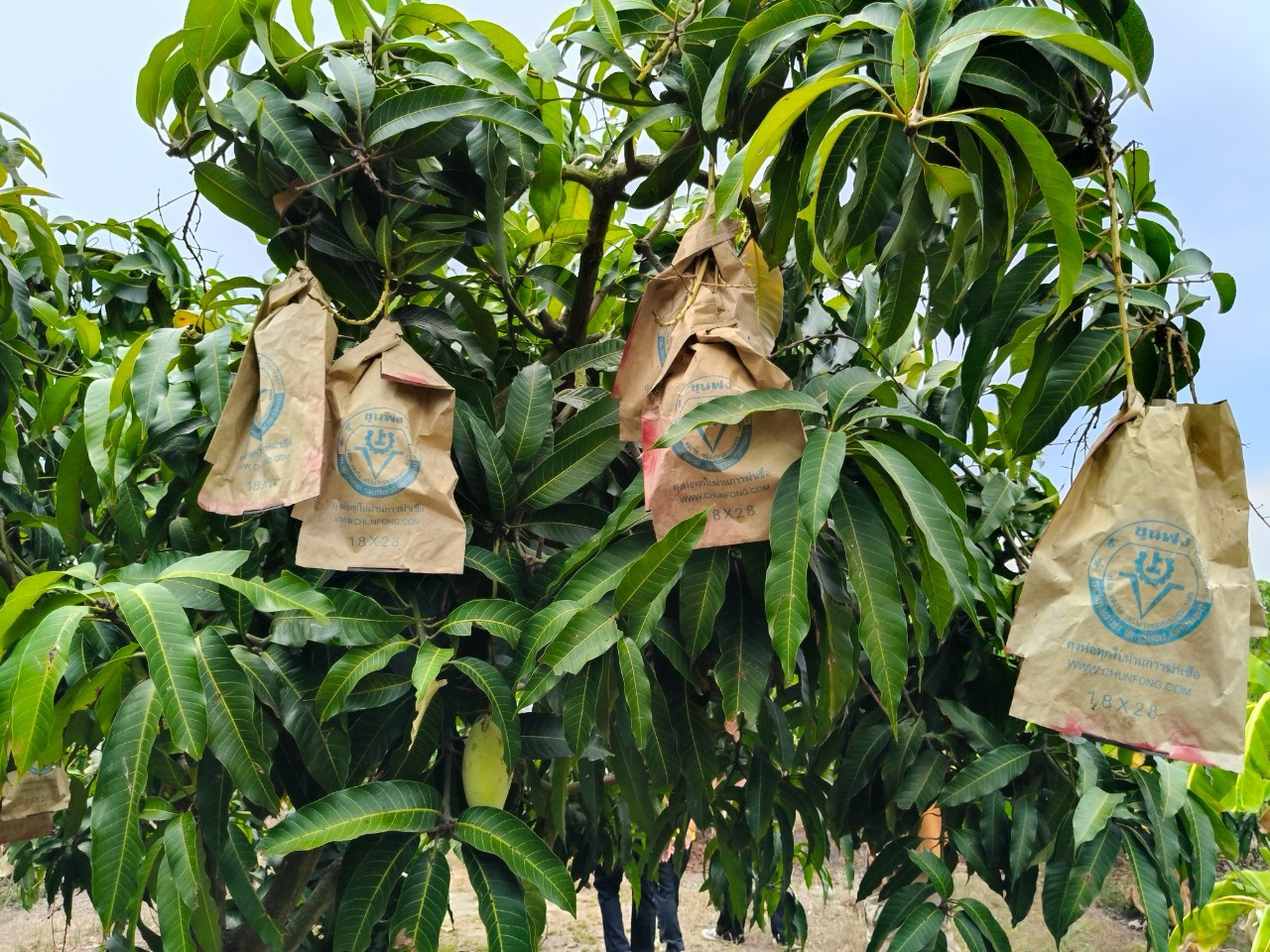 🎡พช.ฉะเชิงเทรา ร่วมลงพื้นที่ตรวจประเมินตามระบบควบคุมคุณภาพสินค้าสิ่งบ่งชี้ทางภูมิศาสตร์ “มะม่วงน้ำดอกไม้สีทองบางคล้า”