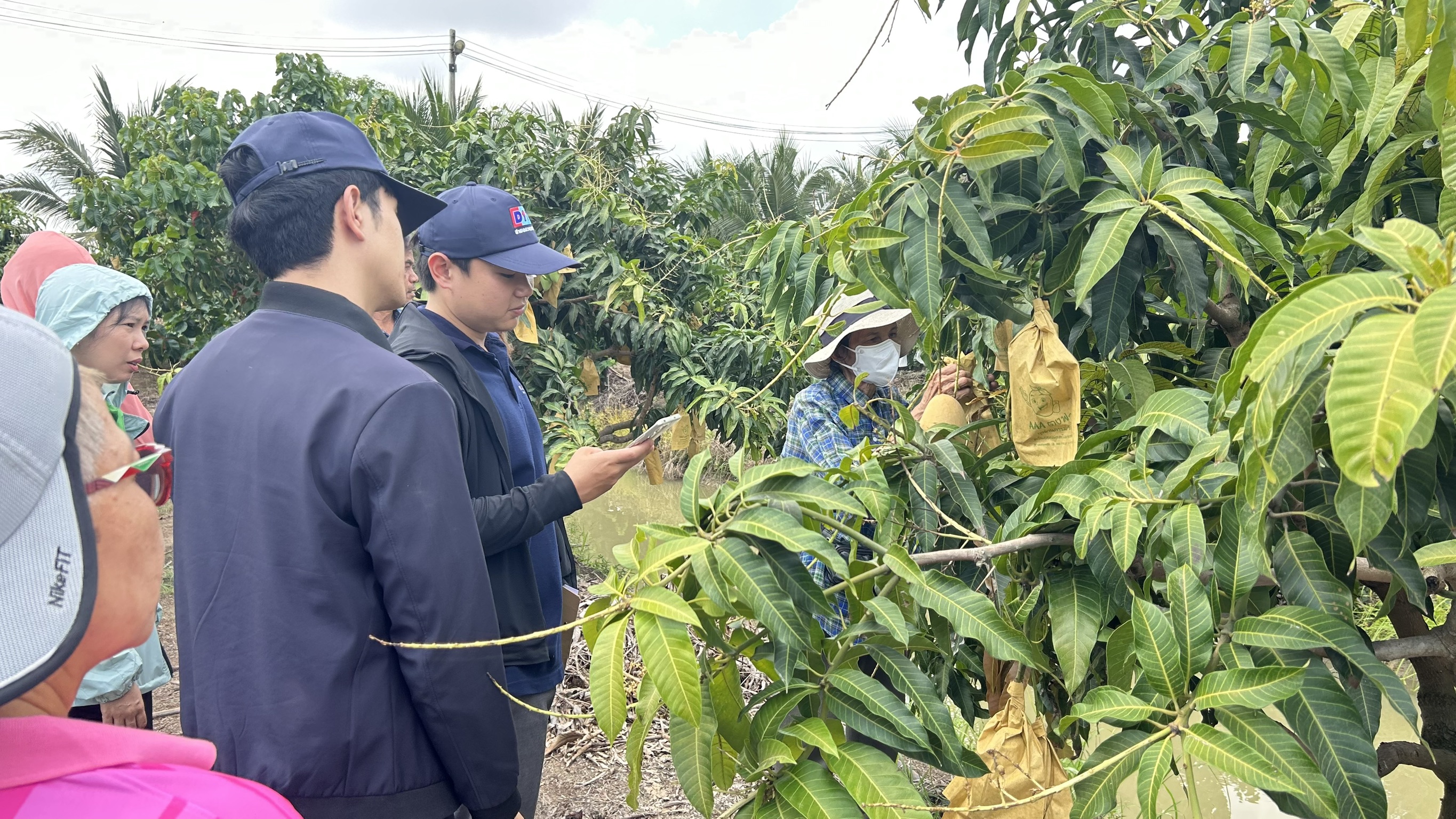 🎡พช.ฉะเชิงเทรา ร่วมลงพื้นที่ตรวจประเมินตามระบบควบคุมคุณภาพสินค้าสิ่งบ่งชี้ทางภูมิศาสตร์ “มะม่วงน้ำดอกไม้สีทองบางคล้า”