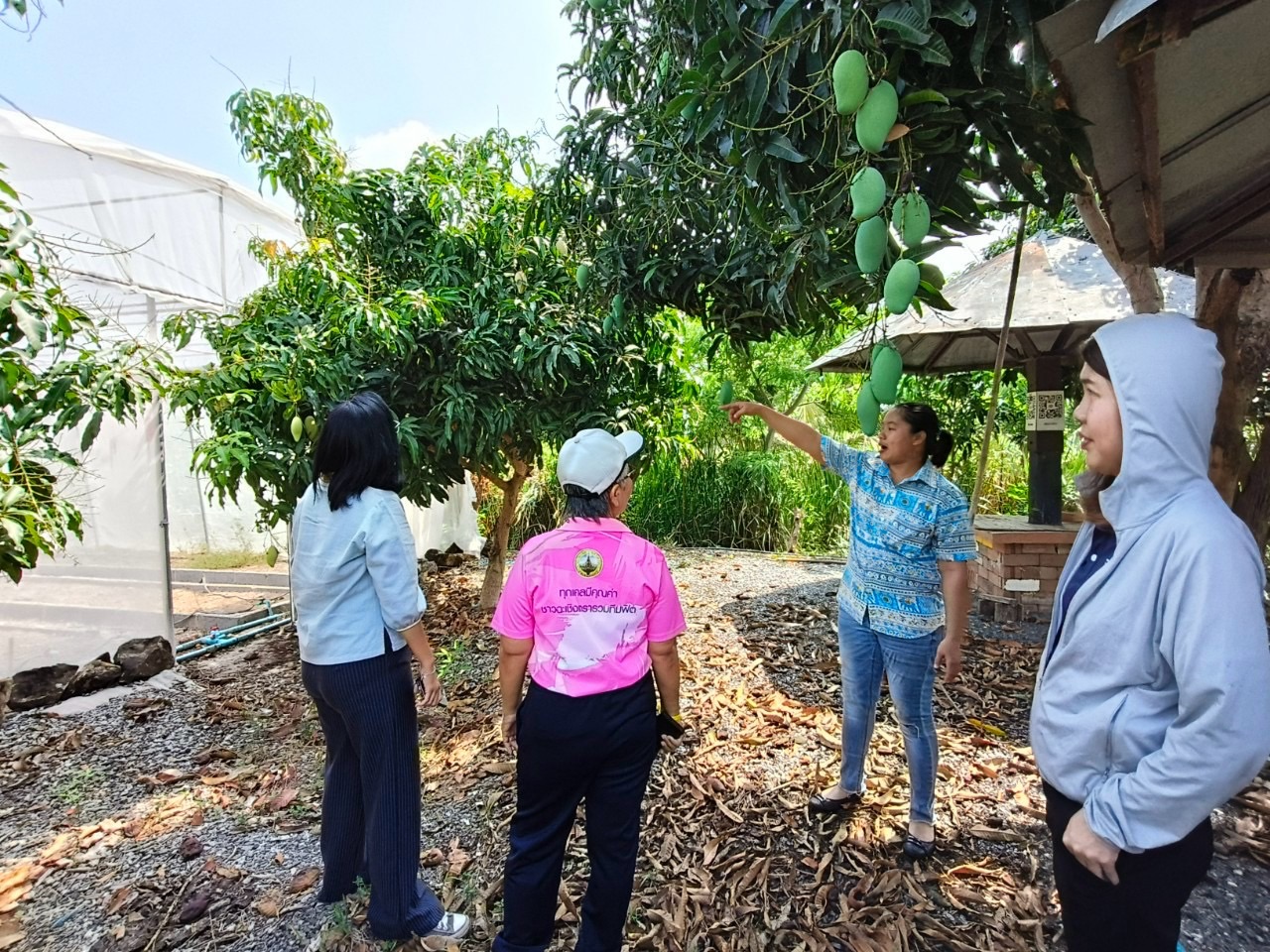 🎡พช.ฉะเชิงเทรา ร่วมลงพื้นที่ตรวจประเมินตามระบบควบคุมคุณภาพสินค้าสิ่งบ่งชี้ทางภูมิศาสตร์ “มะม่วงน้ำดอกไม้สีทองบางคล้า”