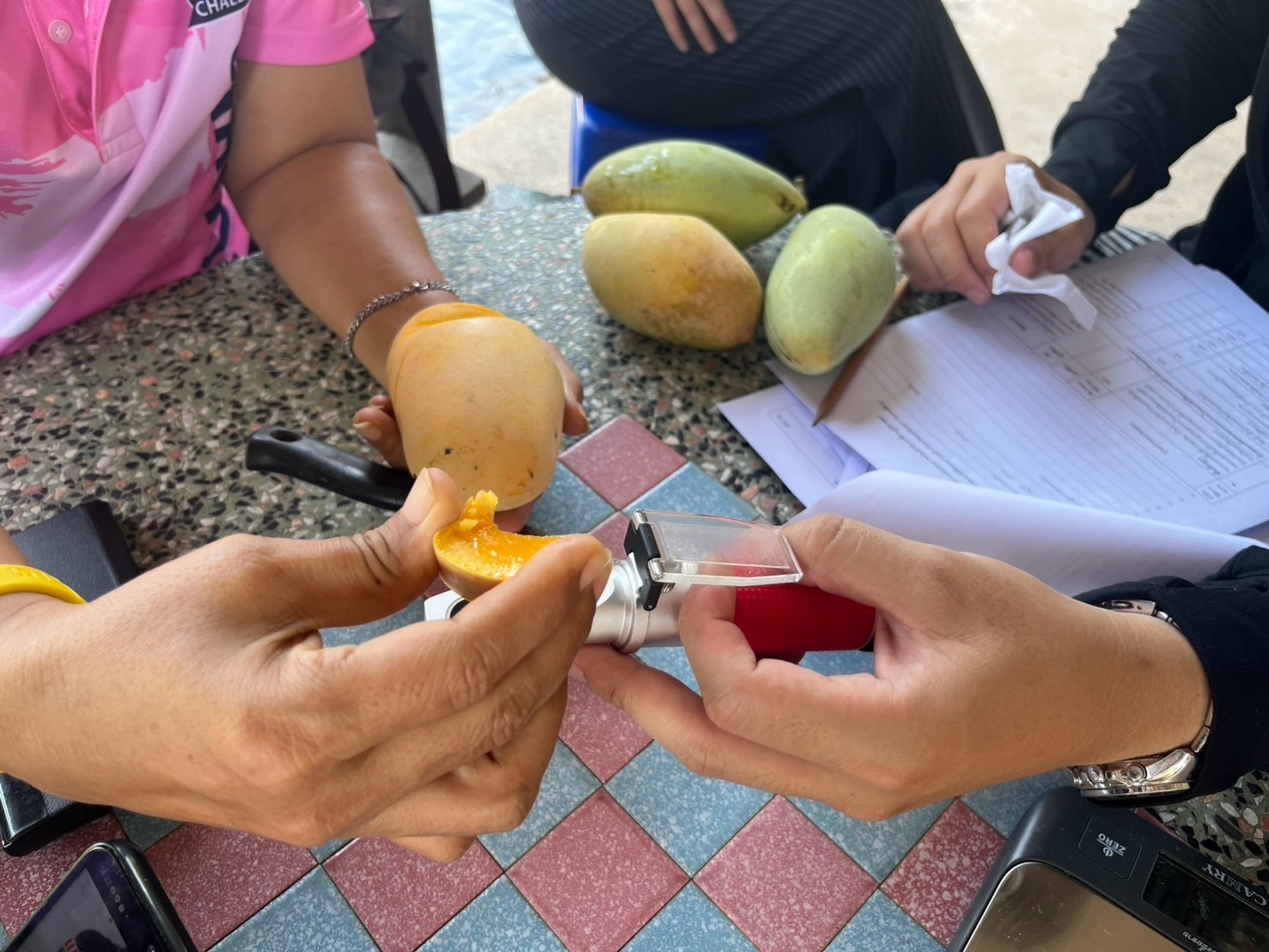 🎡พช.ฉะเชิงเทรา ร่วมลงพื้นที่ตรวจประเมินตามระบบควบคุมคุณภาพสินค้าสิ่งบ่งชี้ทางภูมิศาสตร์ “มะม่วงน้ำดอกไม้สีทองบางคล้า”