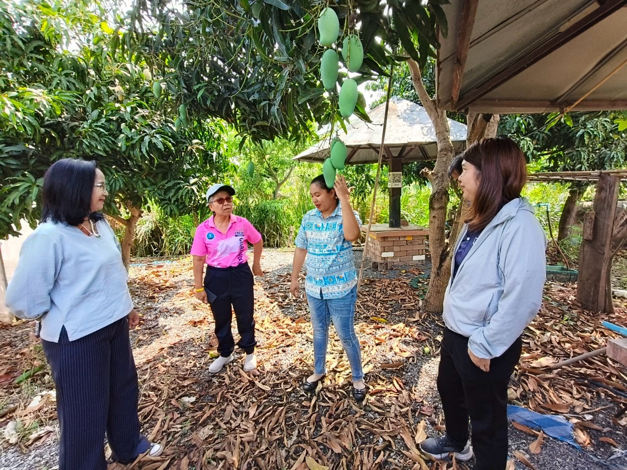 🎡พช.ฉะเชิงเทรา ร่วมลงพื้นที่ตรวจประเมินตามระบบควบคุมคุณภาพสินค้าสิ่งบ่งชี้ทางภูมิศาสตร์ “มะม่วงน้ำดอกไม้สีทองบางคล้า”