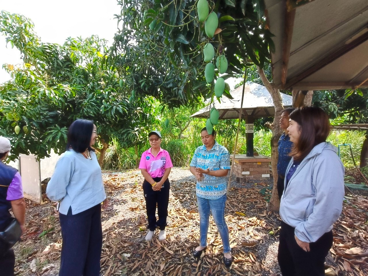 🎡พช.ฉะเชิงเทรา ร่วมลงพื้นที่ตรวจประเมินตามระบบควบคุมคุณภาพสินค้าสิ่งบ่งชี้ทางภูมิศาสตร์ “มะม่วงน้ำดอกไม้สีทองบางคล้า”