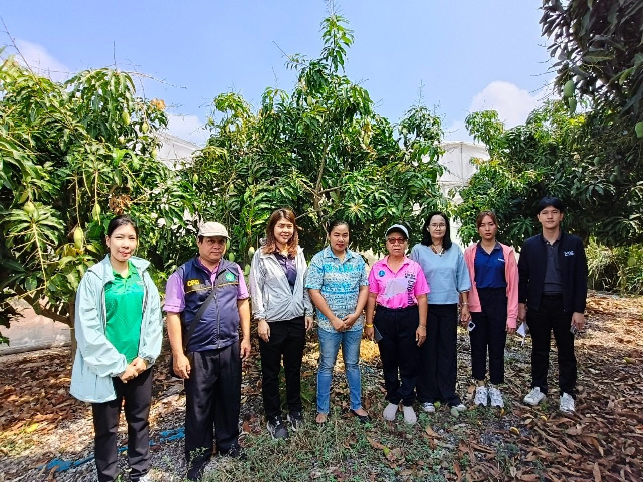 🎡พช.ฉะเชิงเทรา ร่วมลงพื้นที่ตรวจประเมินตามระบบควบคุมคุณภาพสินค้าสิ่งบ่งชี้ทางภูมิศาสตร์ “มะม่วงน้ำดอกไม้สีทองบางคล้า”