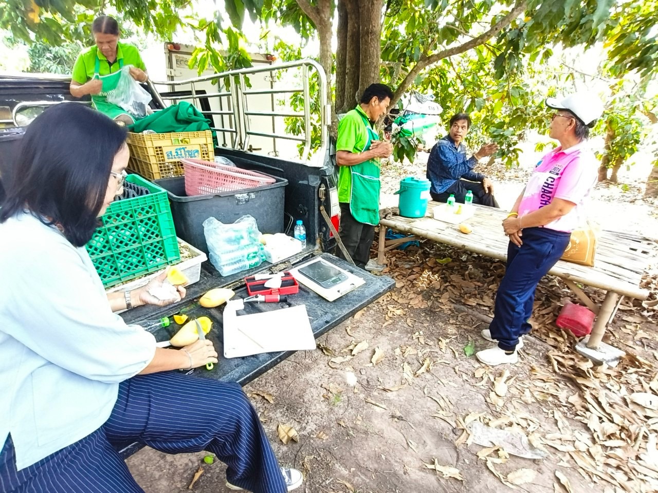 🎡พช.ฉะเชิงเทรา ร่วมลงพื้นที่ตรวจประเมินตามระบบควบคุมคุณภาพสินค้าสิ่งบ่งชี้ทางภูมิศาสตร์ “มะม่วงน้ำดอกไม้สีทองบางคล้า”