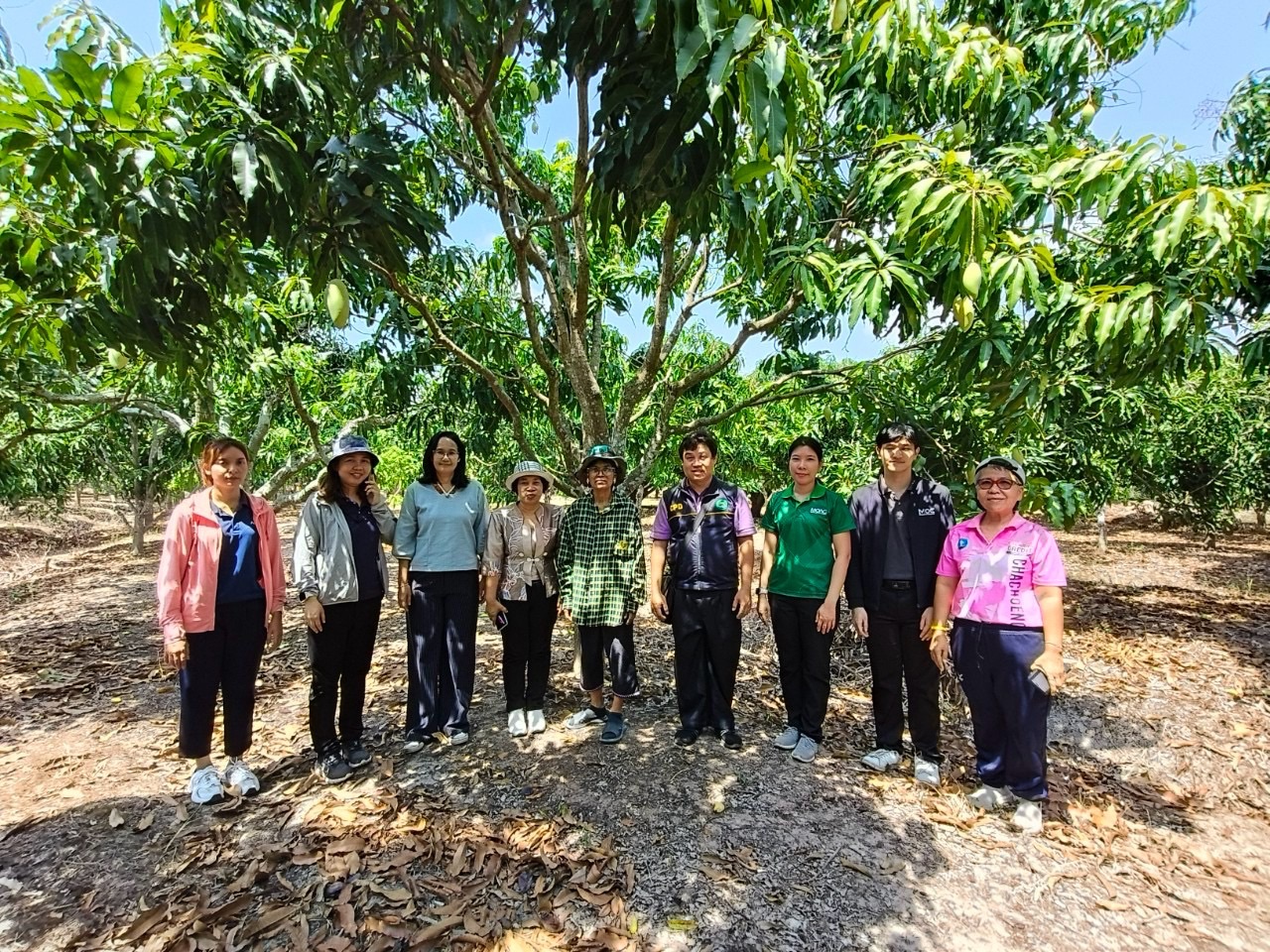 🎡พช.ฉะเชิงเทรา ร่วมลงพื้นที่ตรวจประเมินตามระบบควบคุมคุณภาพสินค้าสิ่งบ่งชี้ทางภูมิศาสตร์ “มะม่วงน้ำดอกไม้สีทองบางคล้า”
