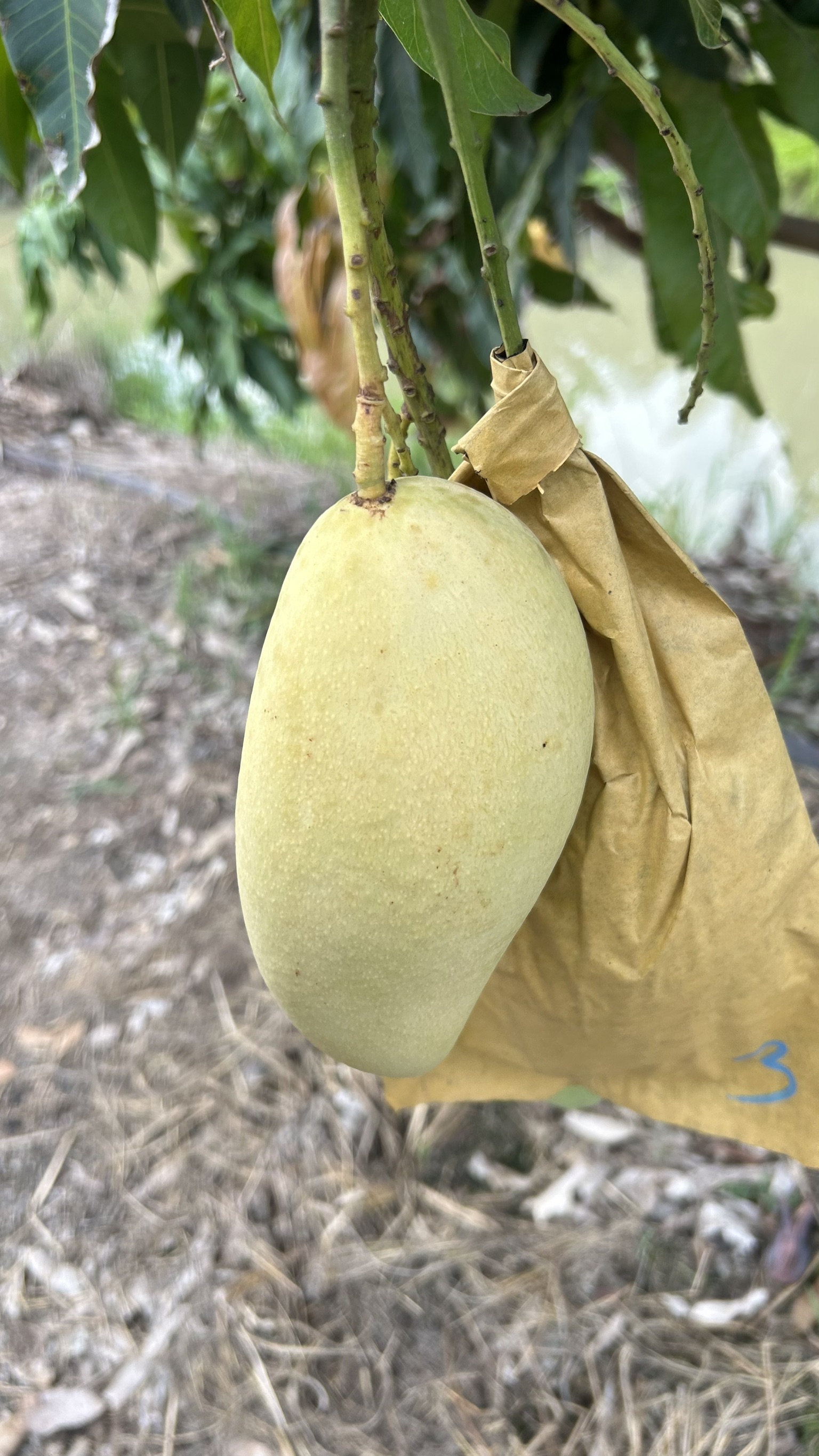 🎡พช.ฉะเชิงเทรา ร่วมลงพื้นที่ตรวจประเมินตามระบบควบคุมคุณภาพสินค้าสิ่งบ่งชี้ทางภูมิศาสตร์ “มะม่วงน้ำดอกไม้สีทองบางคล้า”