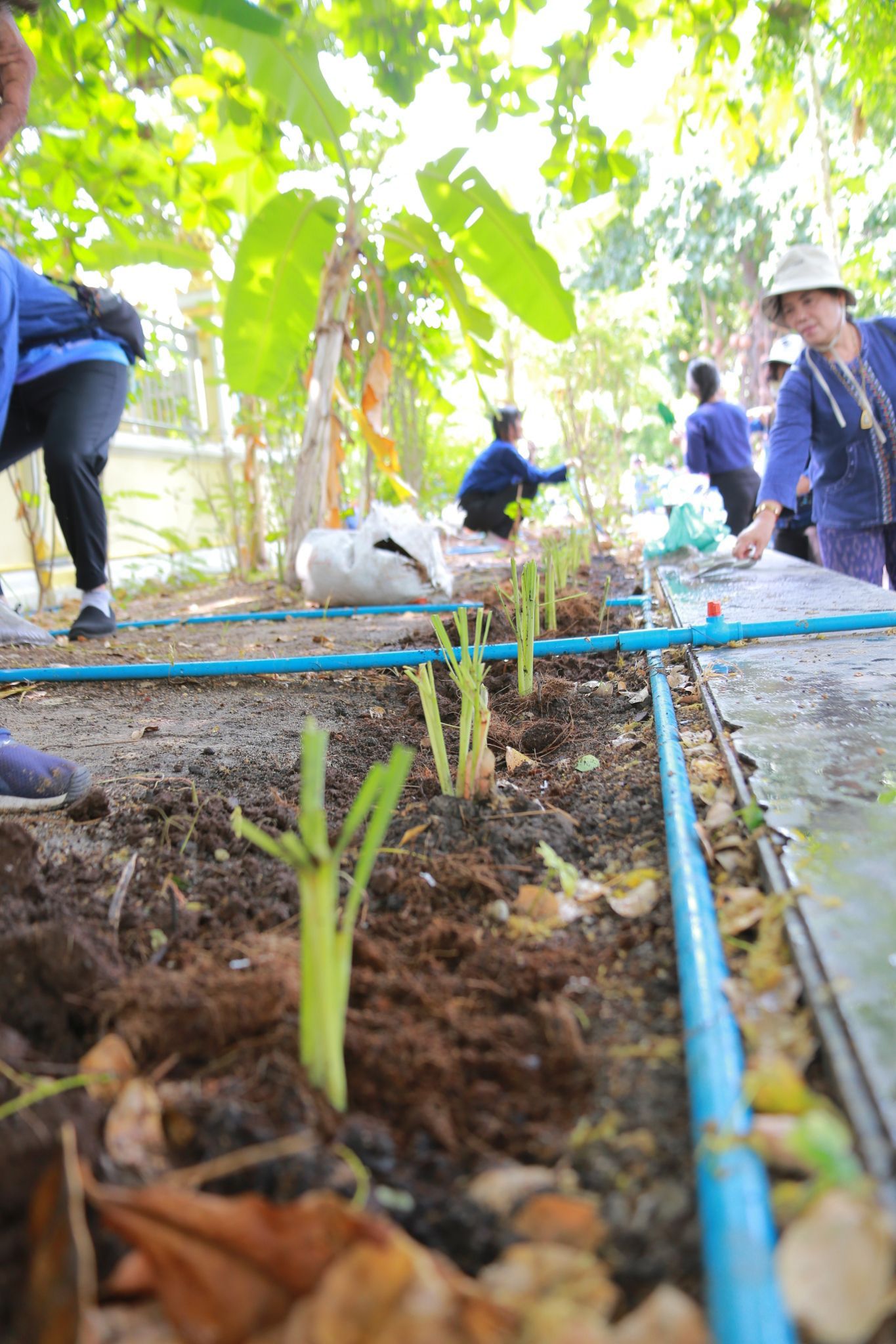 จังหวัดฉะเชิงเทราเดินหน้าส่งเสริมการพัฒนาชุมชนอย่างยั่งยืน ผ่านกิจกรรม “วัดโสธรฯ มีรัก ปลูกผักแบ่งปัน” ซึ่งจัดขึ้นเมื่อวันที่ 4 เมษายน 2568 ณ แปลงผัก วัดโสธรวราราม วรวิหาร โดยมีเป้าหมายเพื่อสร้างแหล่งอาหารชุมชน และส่งเสริมการพึ่งพาตนเองตามหลักเศรษฐกิจพอเพียง