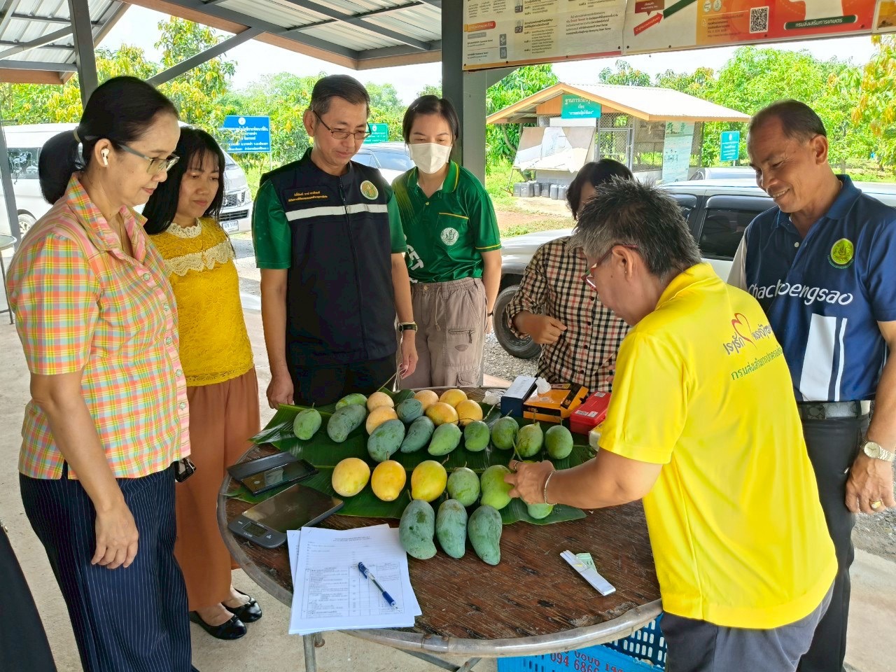 🎡พช.ฉะเชิงเทรา ร่วมลงพื้นที่ตรวจประเมินตามระบบควบคุมคุณภาพสินค้าสิ่งบ่งชี้ทางภูมิศาสตร์ ”มะม่วงเขียวเสวยแปดริ้ว มะม่วงขายตึกแปดริ้ว และมะม่วงแรดแปดริ้ว”