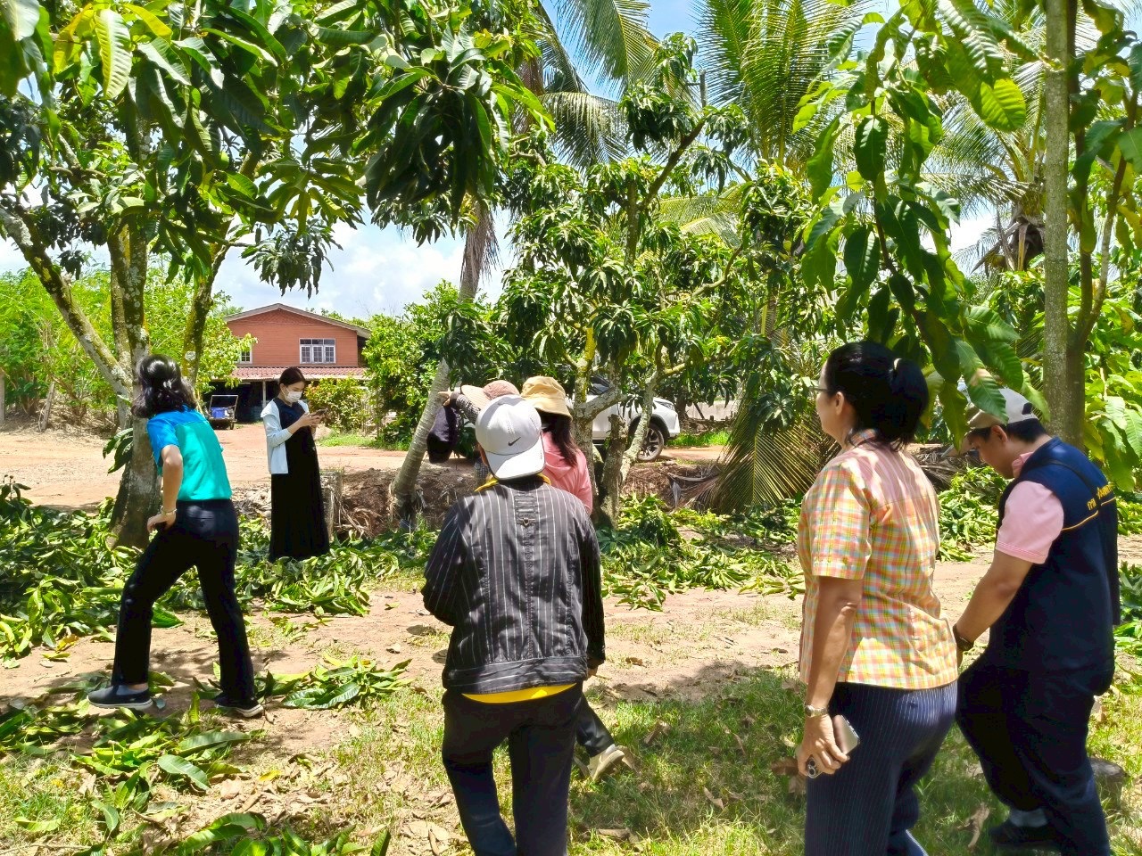 🎡พช.ฉะเชิงเทรา ร่วมลงพื้นที่ตรวจประเมินตามระบบควบคุมคุณภาพสินค้าสิ่งบ่งชี้ทางภูมิศาสตร์ ”มะม่วงเขียวเสวยแปดริ้ว มะม่วงขายตึกแปดริ้ว และมะม่วงแรดแปดริ้ว”