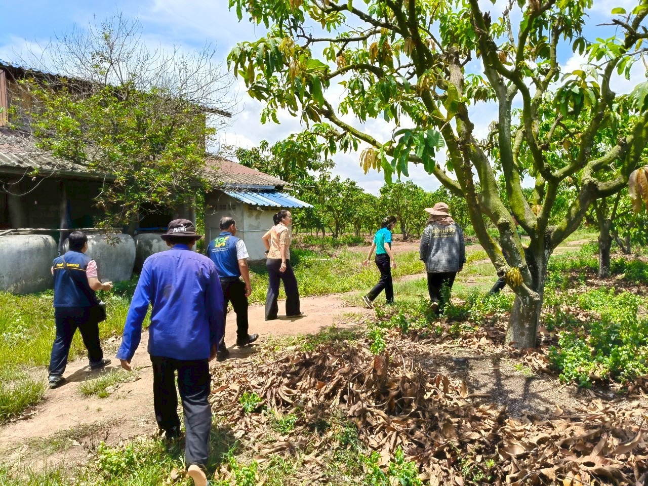 🎡พช.ฉะเชิงเทรา ร่วมลงพื้นที่ตรวจประเมินตามระบบควบคุมคุณภาพสินค้าสิ่งบ่งชี้ทางภูมิศาสตร์ ”มะม่วงเขียวเสวยแปดริ้ว มะม่วงขายตึกแปดริ้ว และมะม่วงแรดแปดริ้ว”