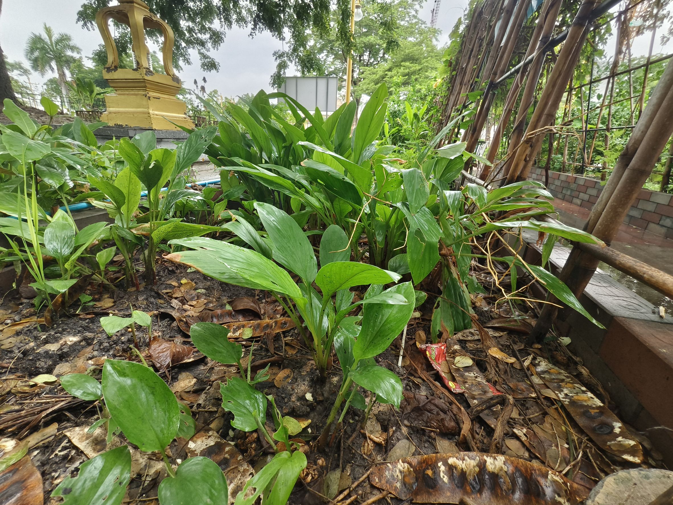 พช.ฉะเชิงเทรา ลงพื้นที่แปลงผัก “วัดนี้มีรัก ปลูกผักแบ่งปัน” วัดโสธรวรารามวรวิหาร สำรวจความเรียบร้อย ส่งเสริมความมั่นคงทางอาหารในชุมชน 🥬🤝🌱