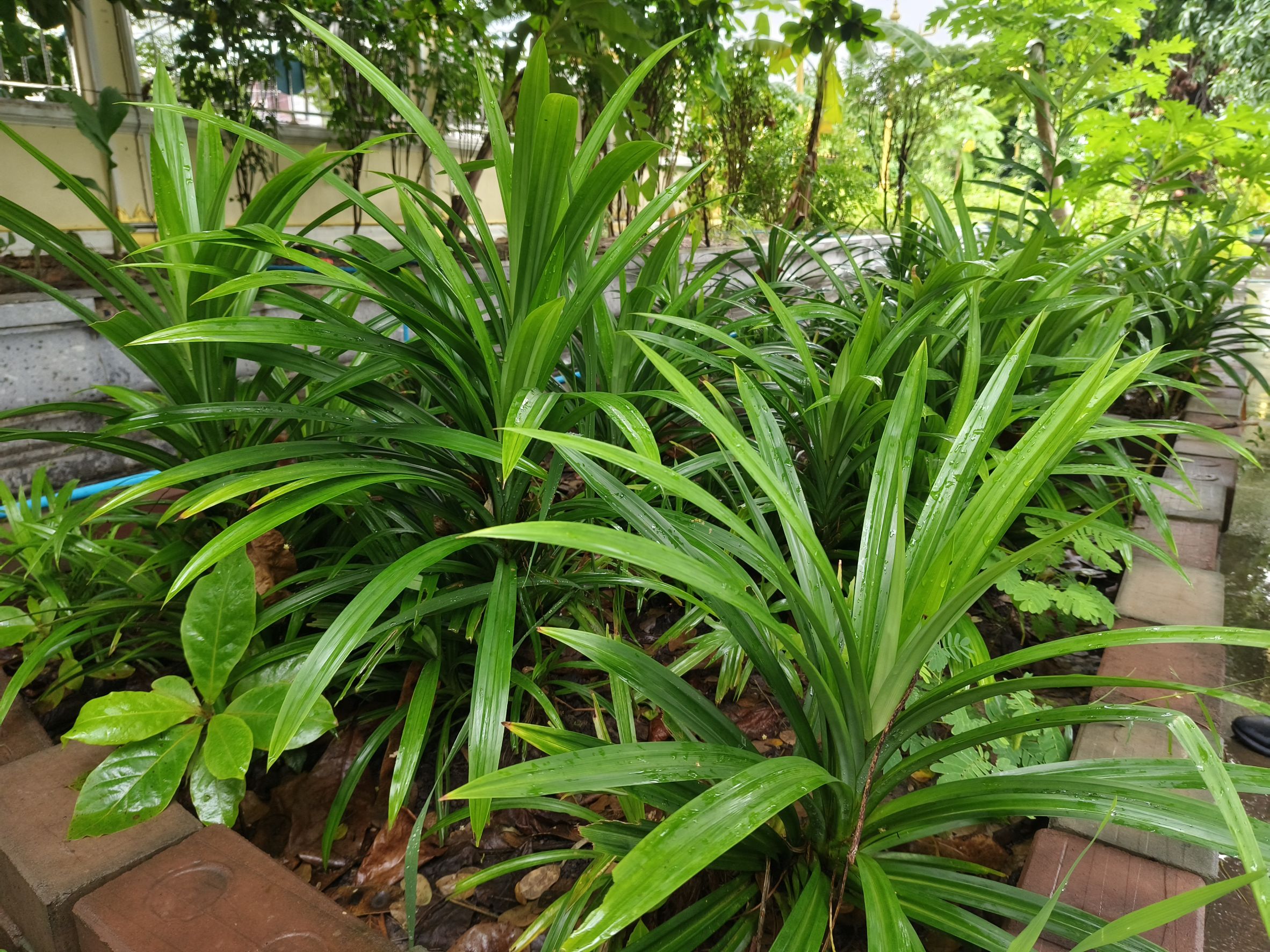 พช.ฉะเชิงเทรา ลงพื้นที่แปลงผัก “วัดนี้มีรัก ปลูกผักแบ่งปัน” วัดโสธรวรารามวรวิหาร สำรวจความเรียบร้อย ส่งเสริมความมั่นคงทางอาหารในชุมชน 🥬🤝🌱