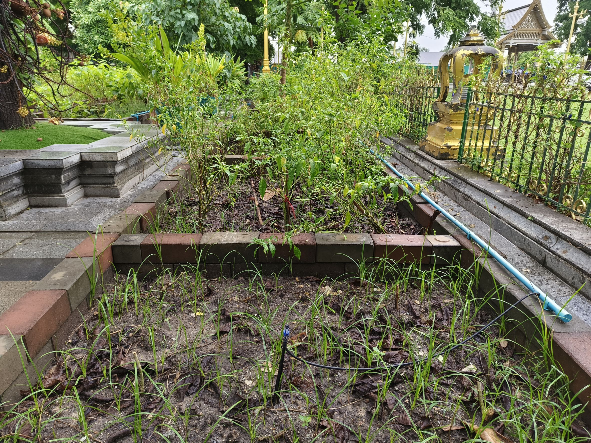 พช.ฉะเชิงเทรา ลงพื้นที่แปลงผัก “วัดนี้มีรัก ปลูกผักแบ่งปัน” วัดโสธรวรารามวรวิหาร สำรวจความเรียบร้อย ส่งเสริมความมั่นคงทางอาหารในชุมชน 🥬🤝🌱